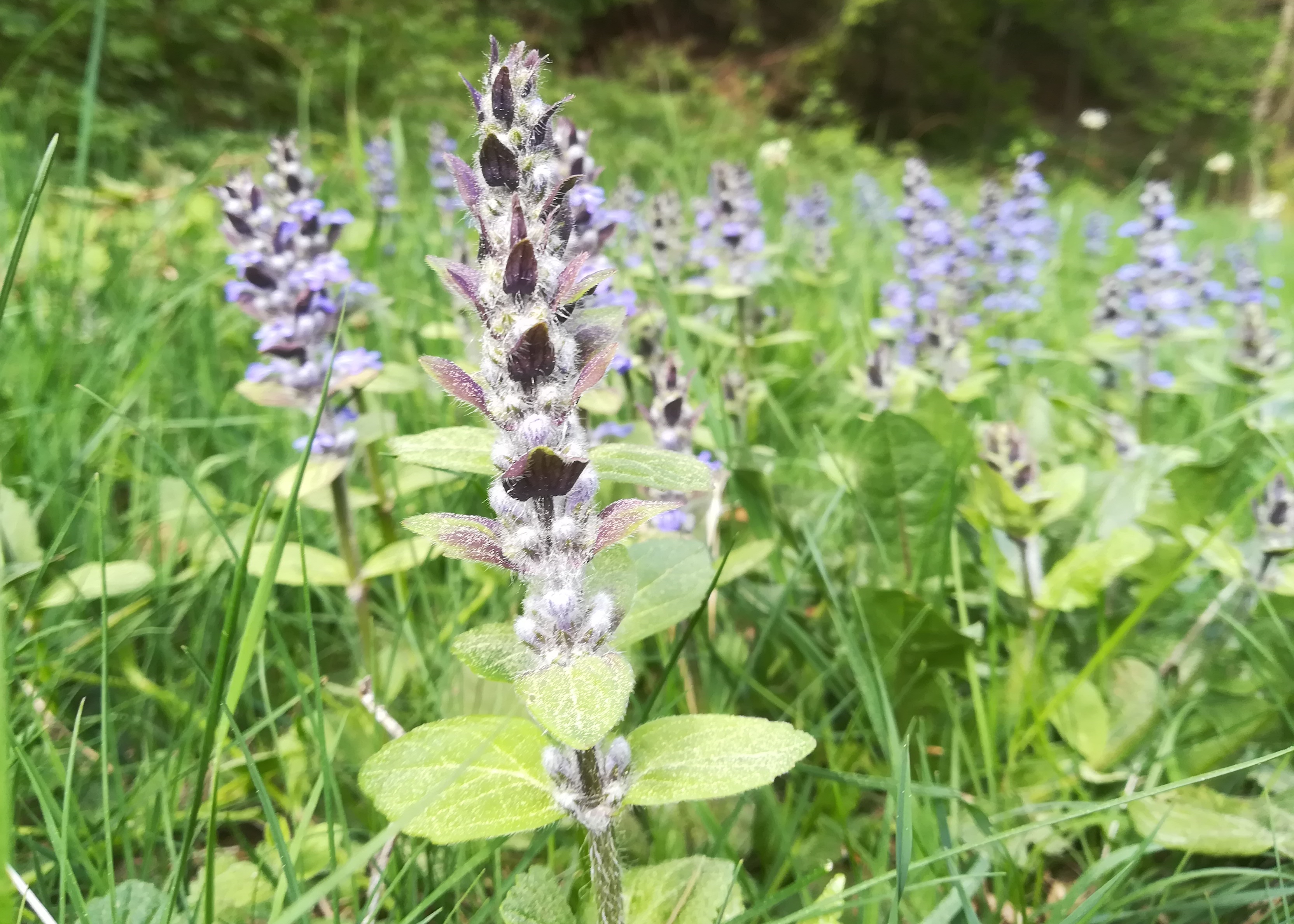 schneeberg_ajuga sp._20180430_154124.jpg