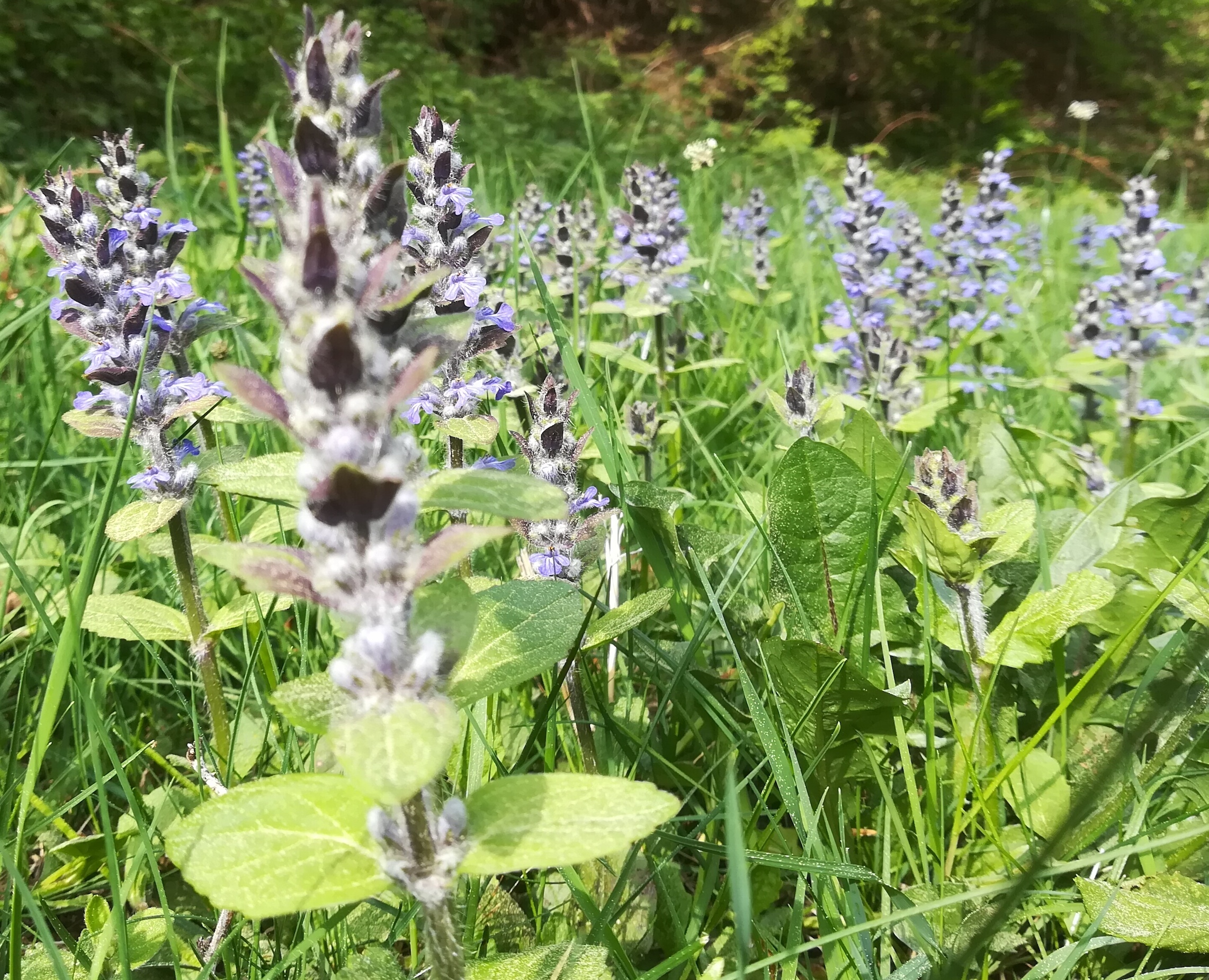 schneeberg_ajuga sp._20180430_171638.jpg