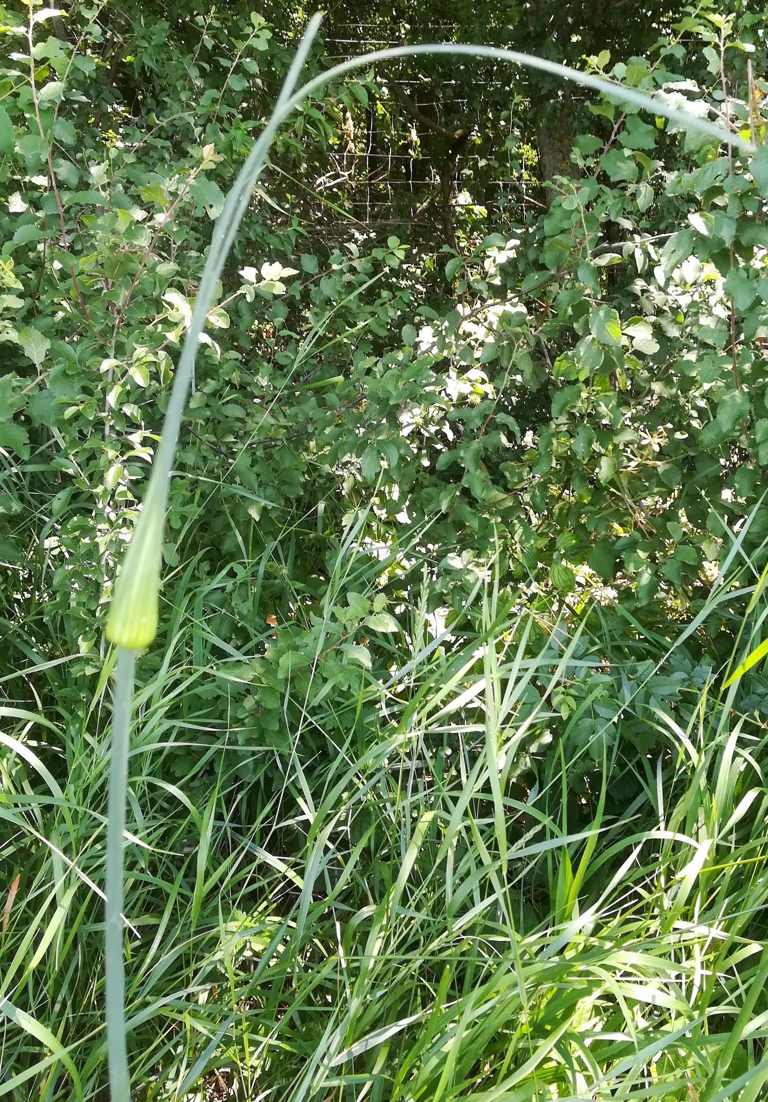 allium sp. agrarlandschaft zw. haslau und maria ellend_20190624_140207.jpg