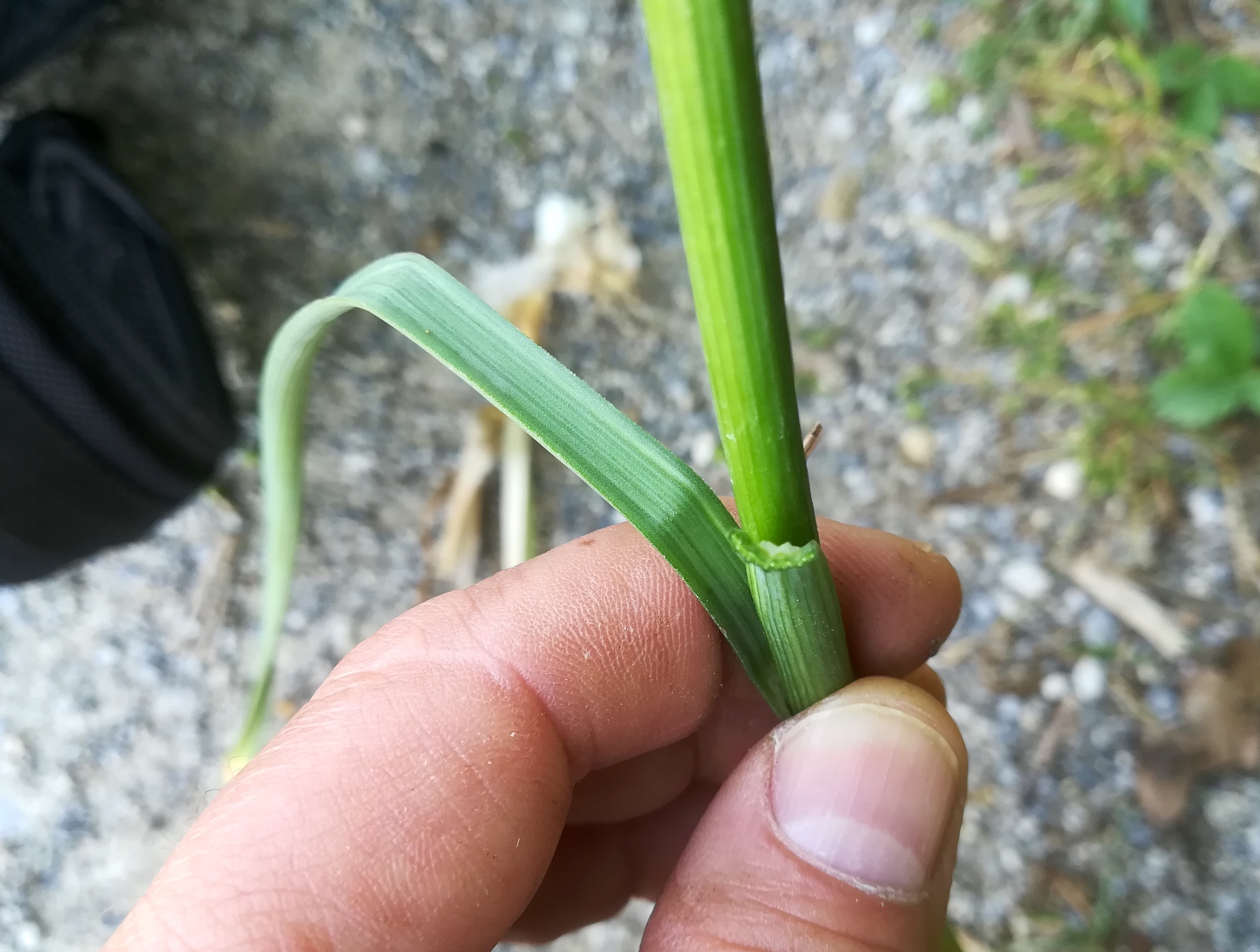 allium sp. agrarlandschaft zw. haslau und maria ellend_20190624_140316.jpg