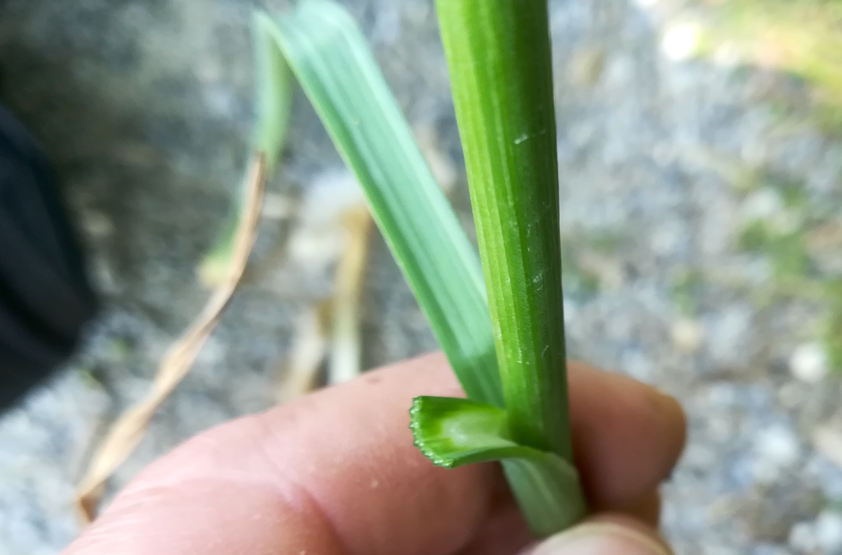 allium sp. agrarlandschaft zw. haslau und maria ellend_20190624_140329.jpg