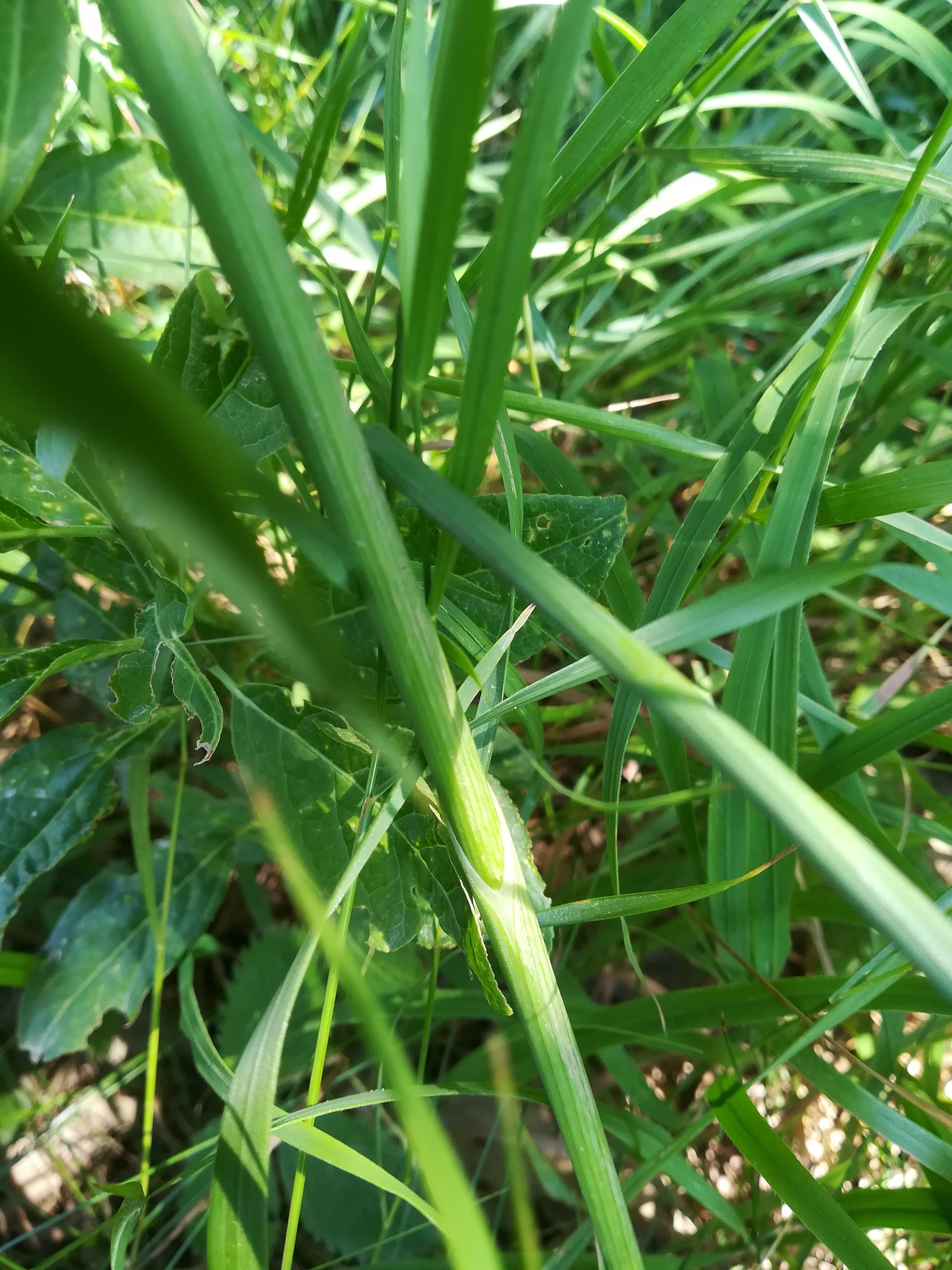 allium sp. agrarlandschaft zw. haslau und maria ellend_20190624_140219.jpg