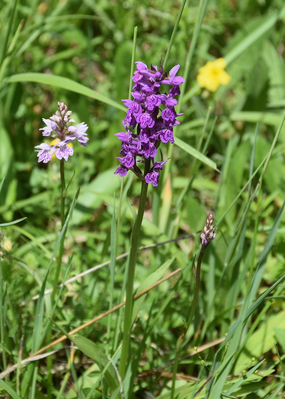 Breitenstein-24062019-(126).JPG