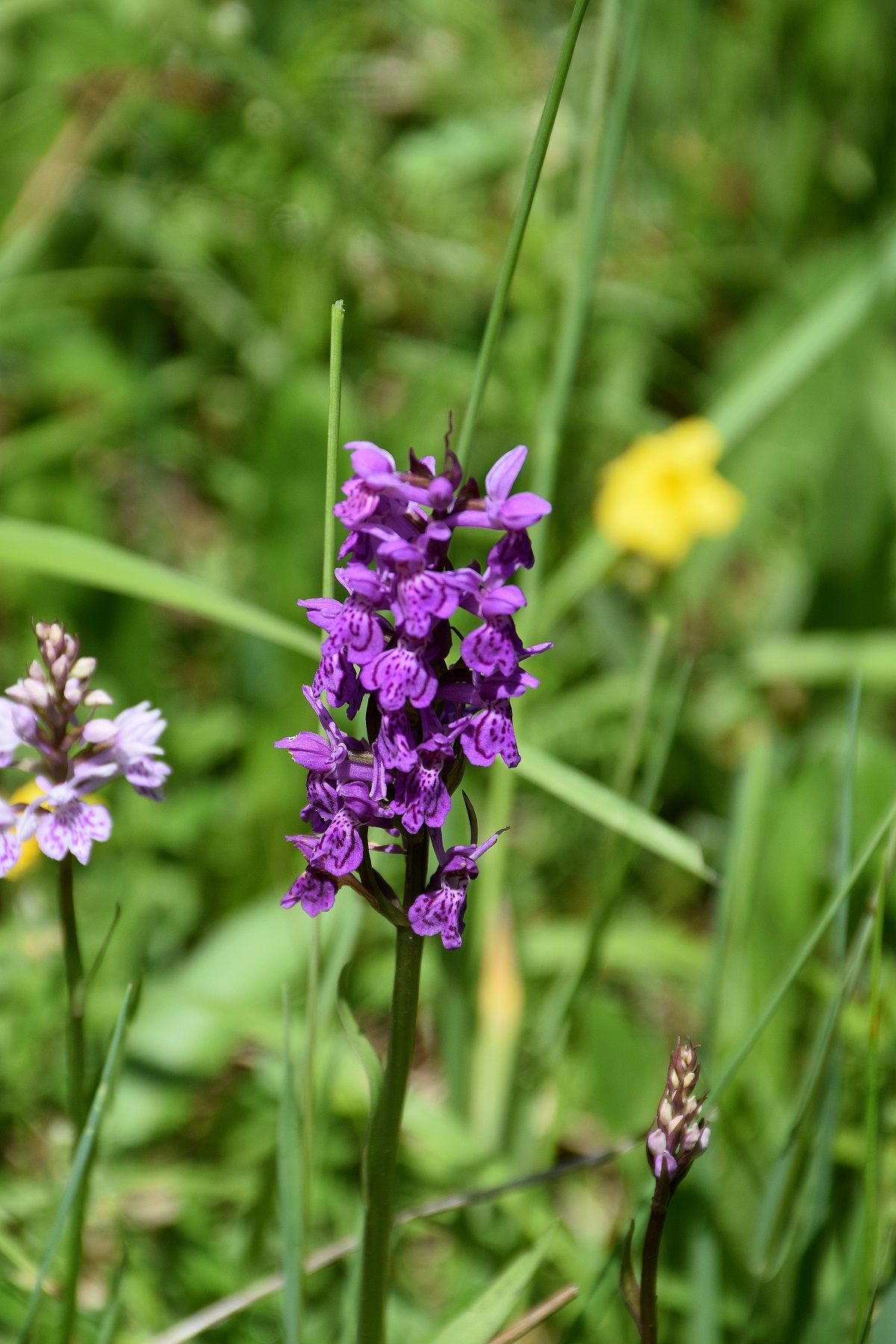 Breitenstein-24062019-(127).JPG