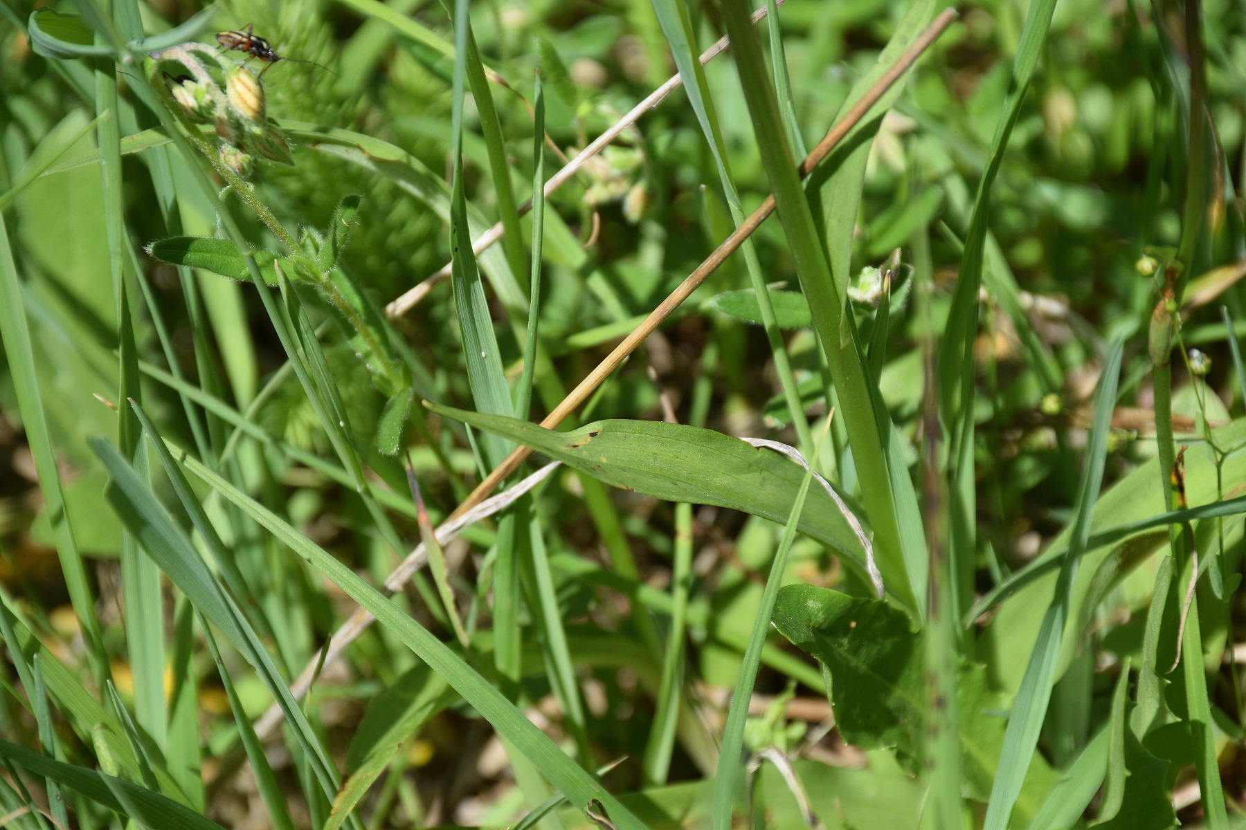 Breitenstein-24062019-(129).JPG