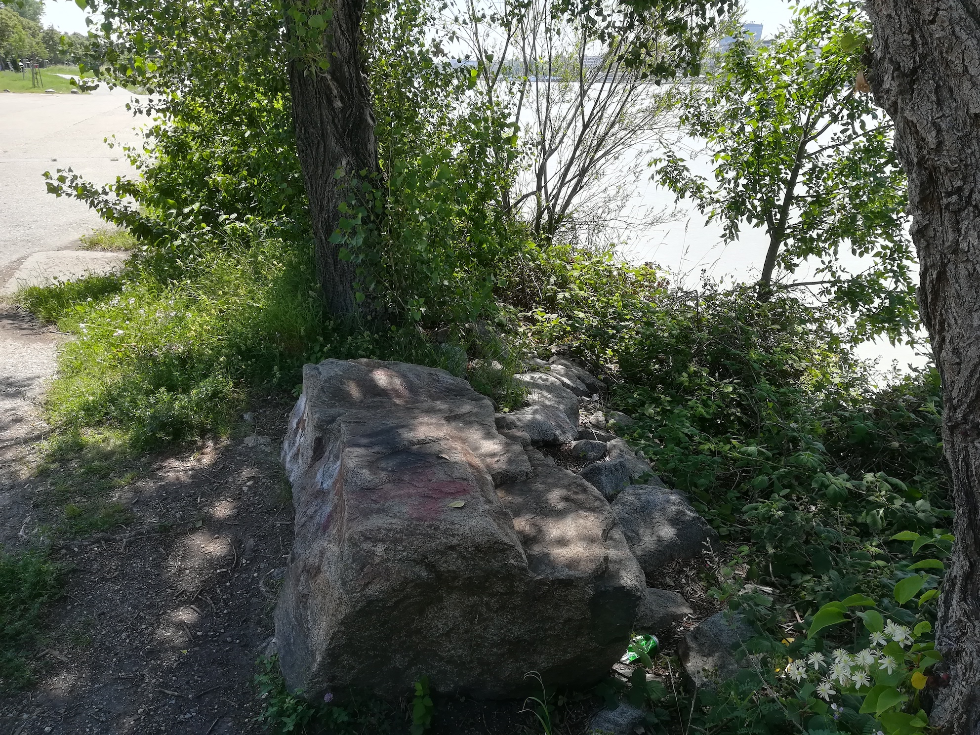 epipactis helleborine agg donauinsel höhe wasserspielplatz_20190626_120048.jpg