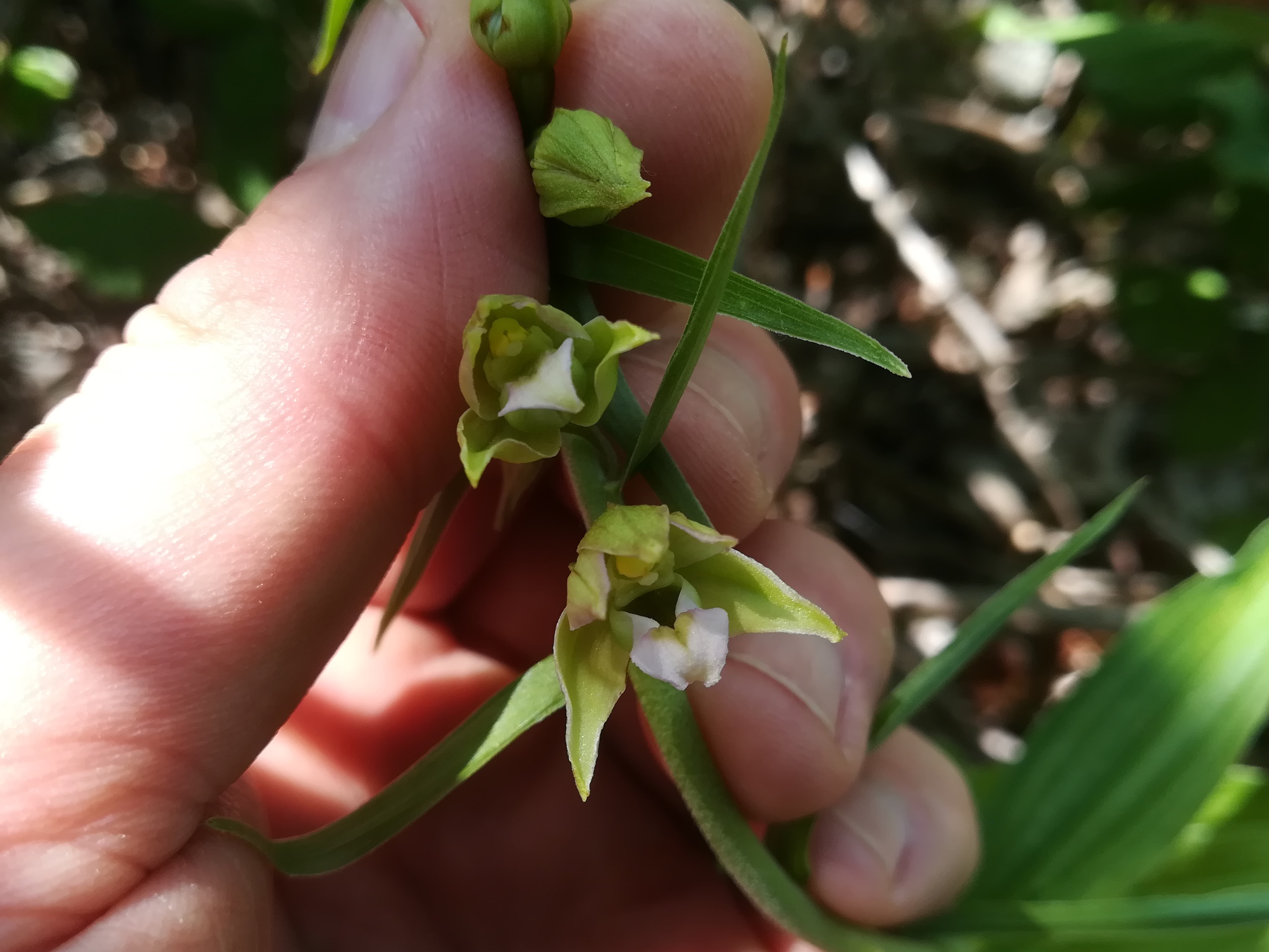 epipactis helleborine agg donauinsel höhe wasserspielplatz_20190626_120432.jpg