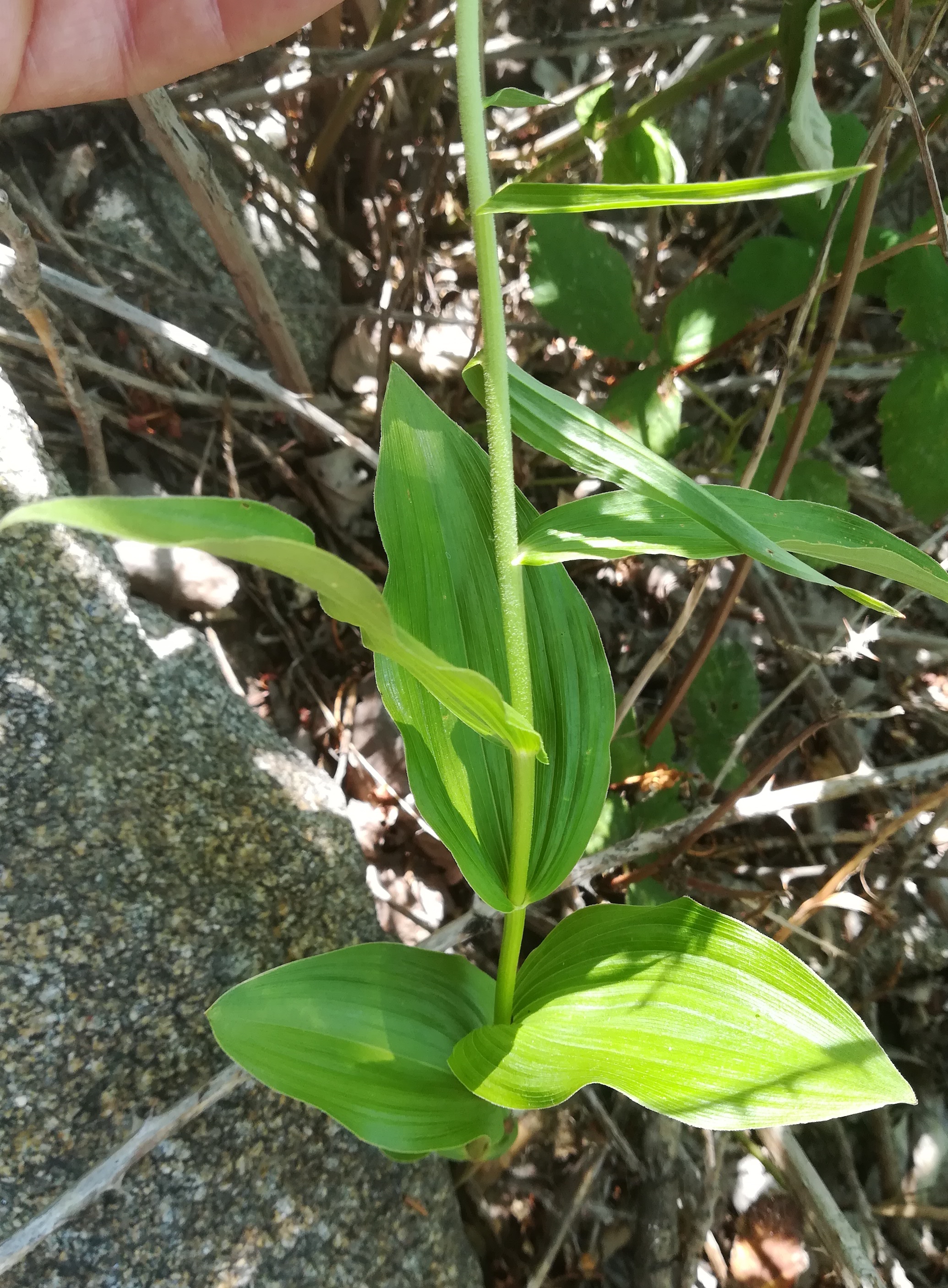 epipactis helleborine agg donauinsel höhe wasserspielplatz_20190626_120448.jpg