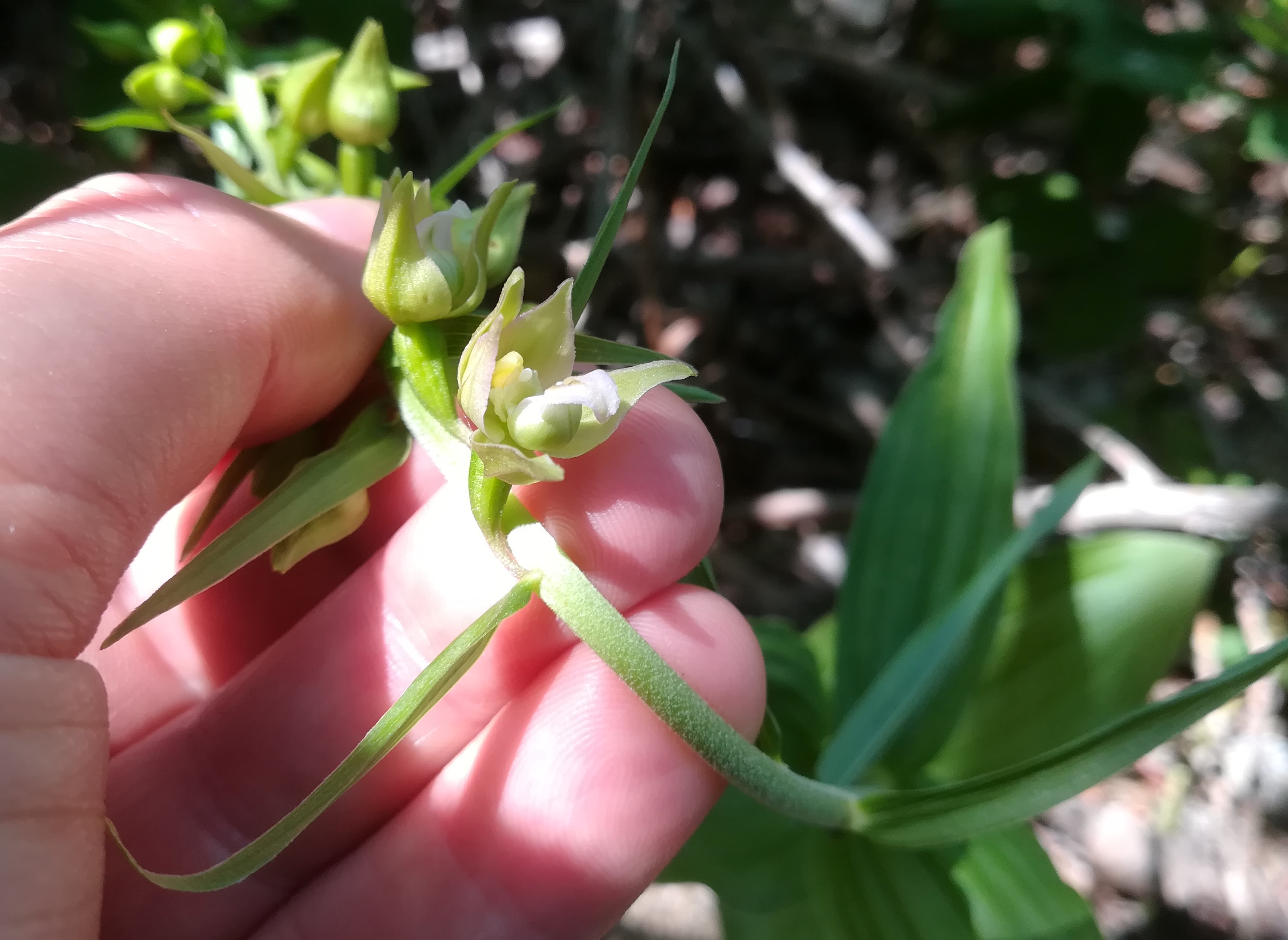 epipactis helleborine agg donauinsel höhe wasserspielplatz_20190626_120501.jpg