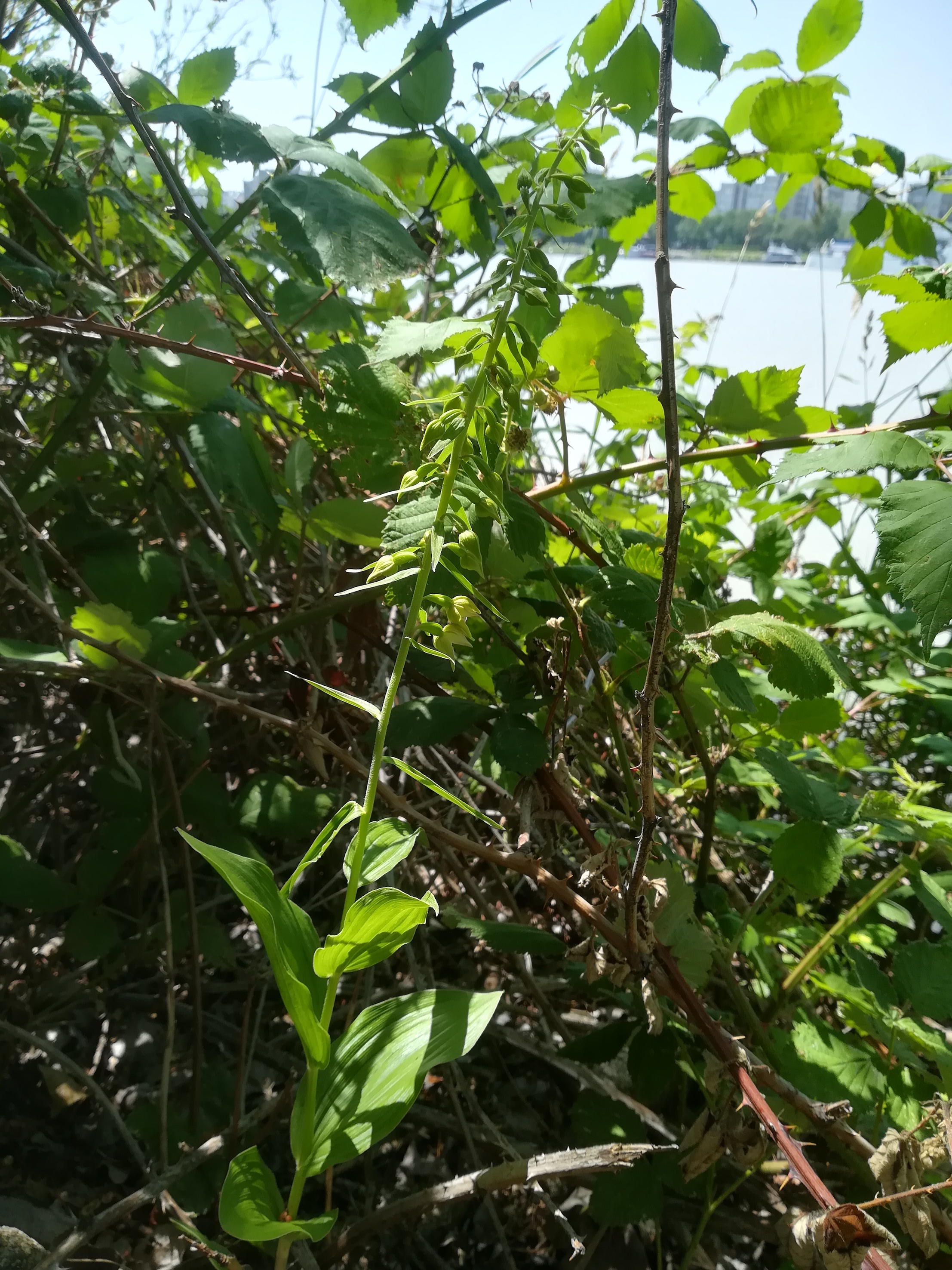 x epipactis helleborine agg donauinsel höhe wasserspielplatz_20190626_115954.jpg