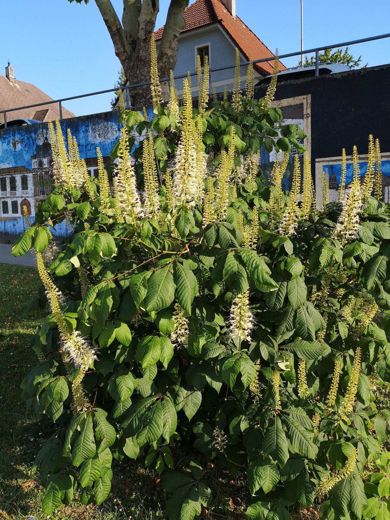 Kastanie1_20190626_182235.jpg