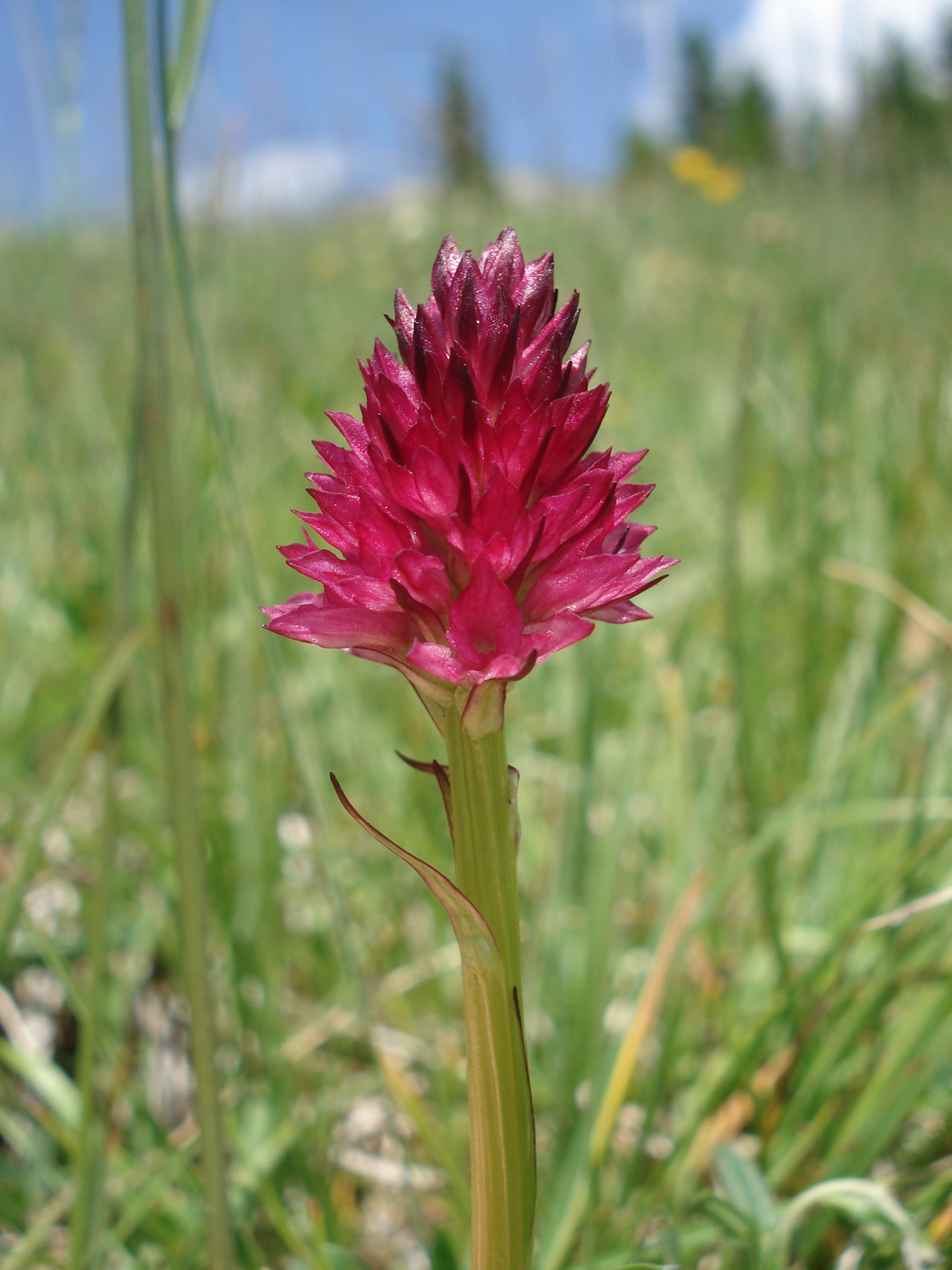 Nig.rubra.agg.Brandkogel.27.6.19.JPG