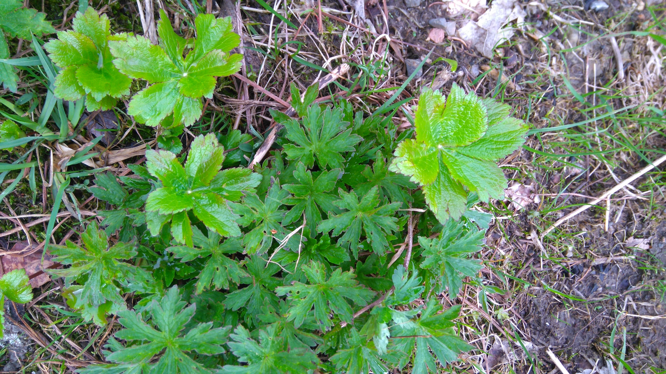 astrantia major und sp. ign. schneeberg 8340 Kopie.JPG