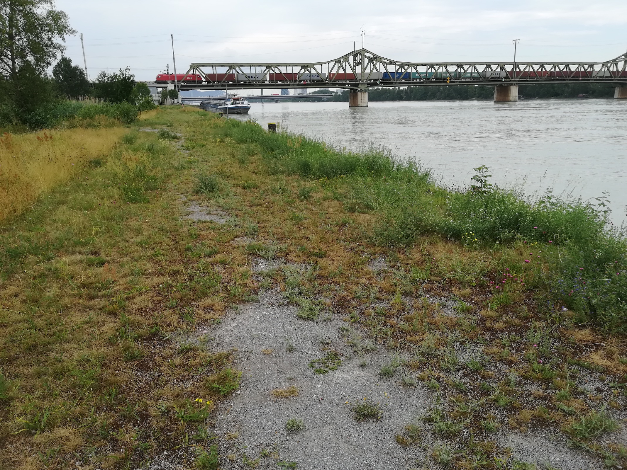 arenaria serpyllifolia agg. habitat praterkai kleine insel_20190702_143112.jpg