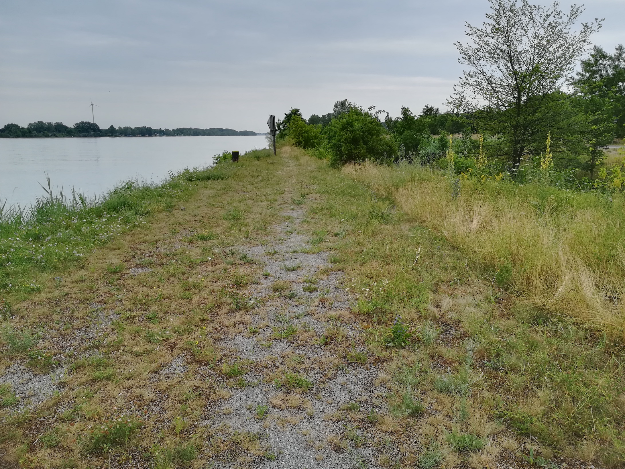 arenaria serpyllifolia agg. habitat praterkai kleine insel_20190702_143129.jpg
