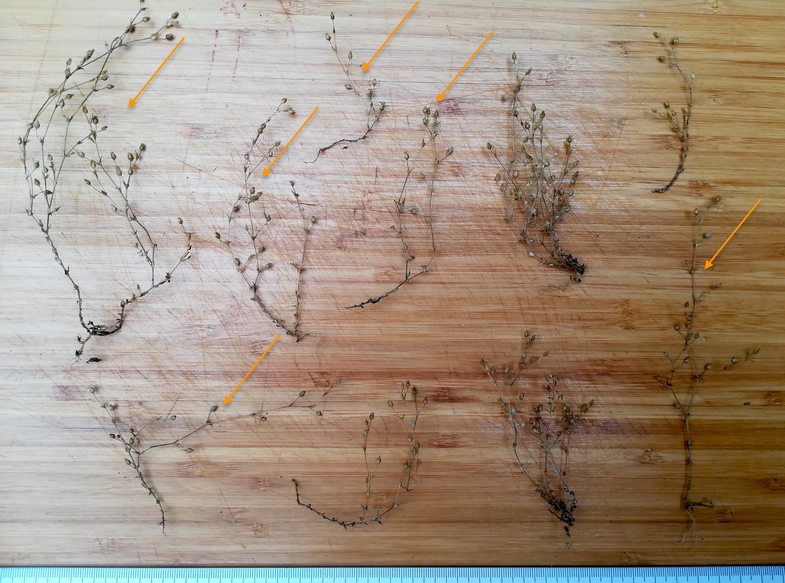 arenaria serpyllifolia agg. praterkai kleine insel_20190702_190657.jpg