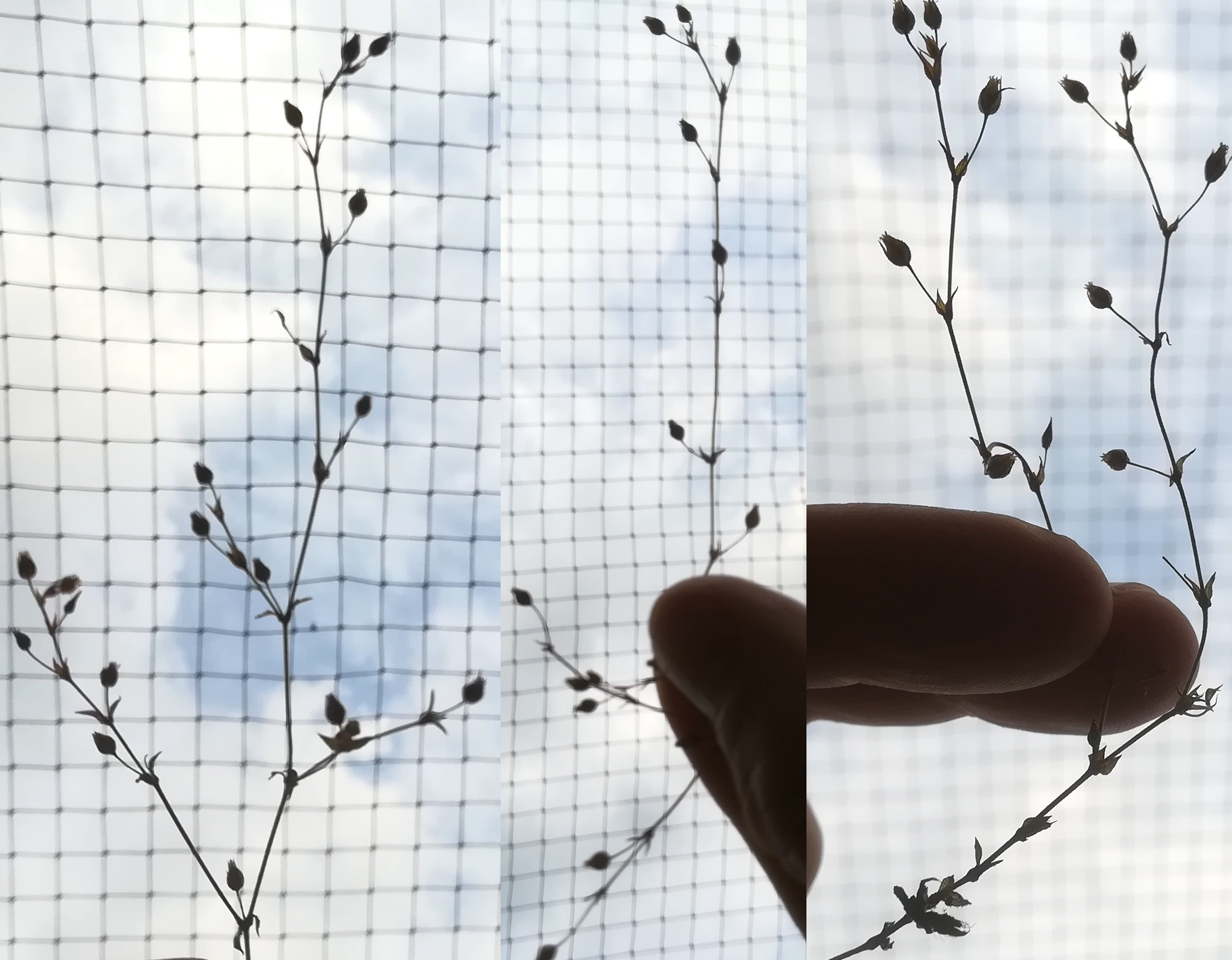 arenaria serpyllifolia agg. praterkai kleine insel_20190702_190806.jpg