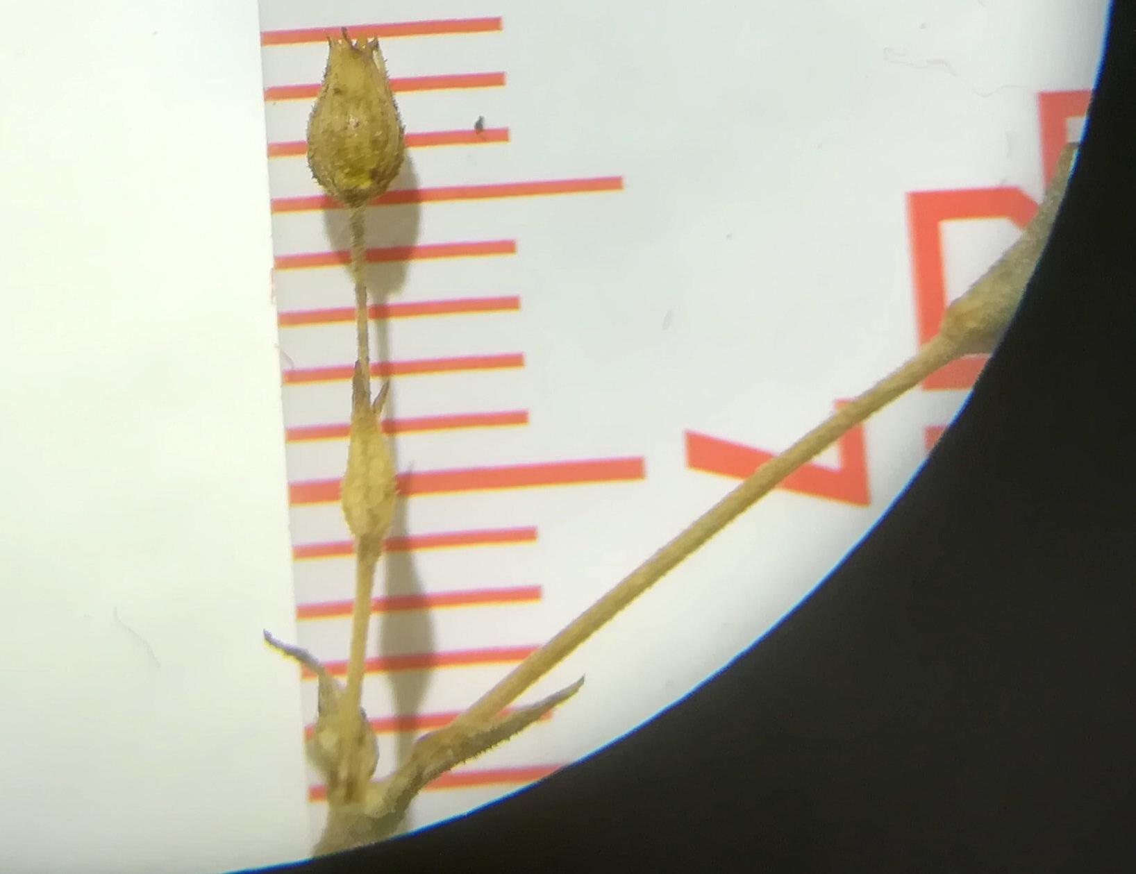 arenaria serpyllifolia agg. praterkai kleine insel_20190702_192821.jpg