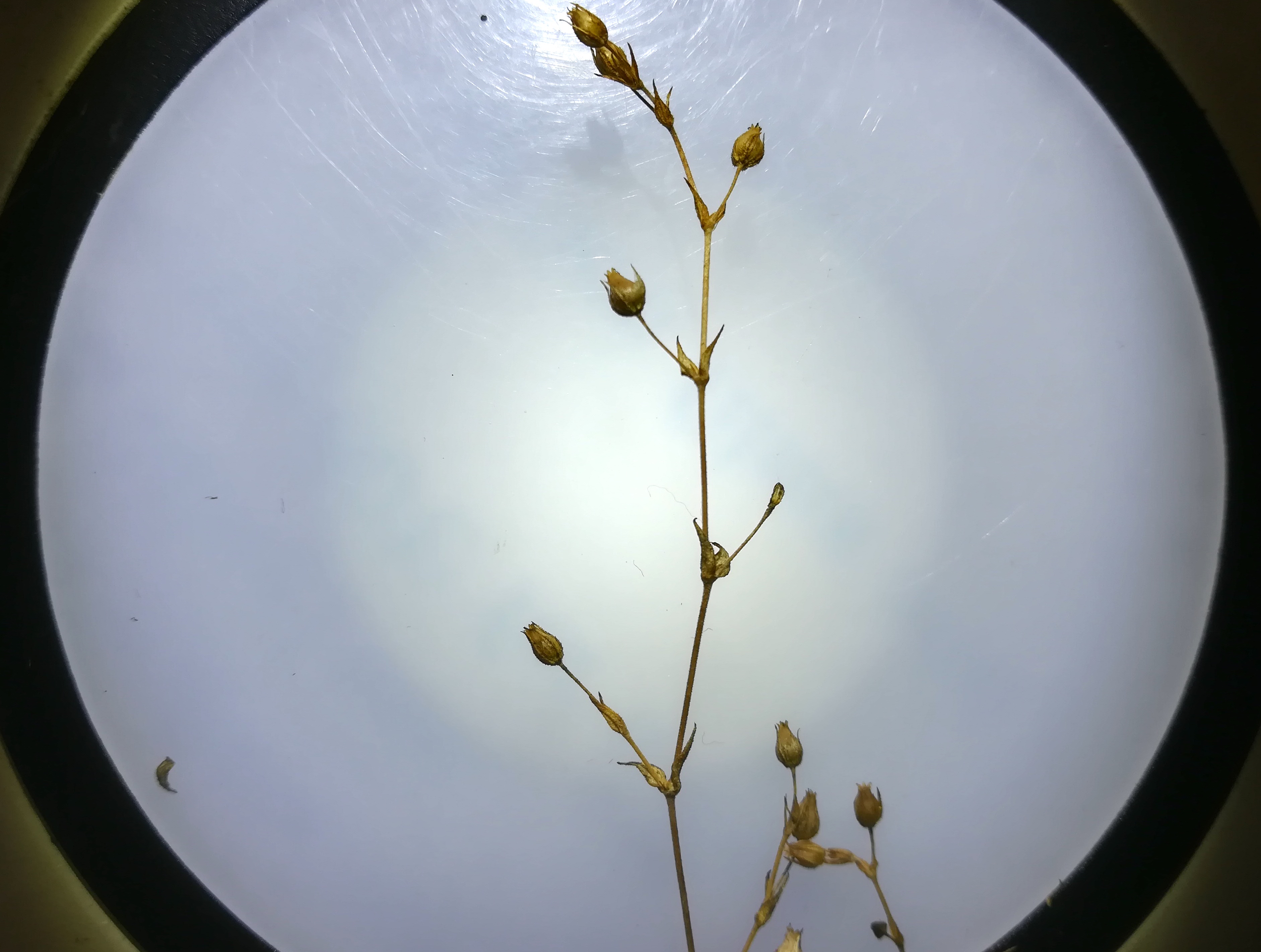 arenaria serpyllifolia agg. praterkai kleine insel_20190702_192854.jpg