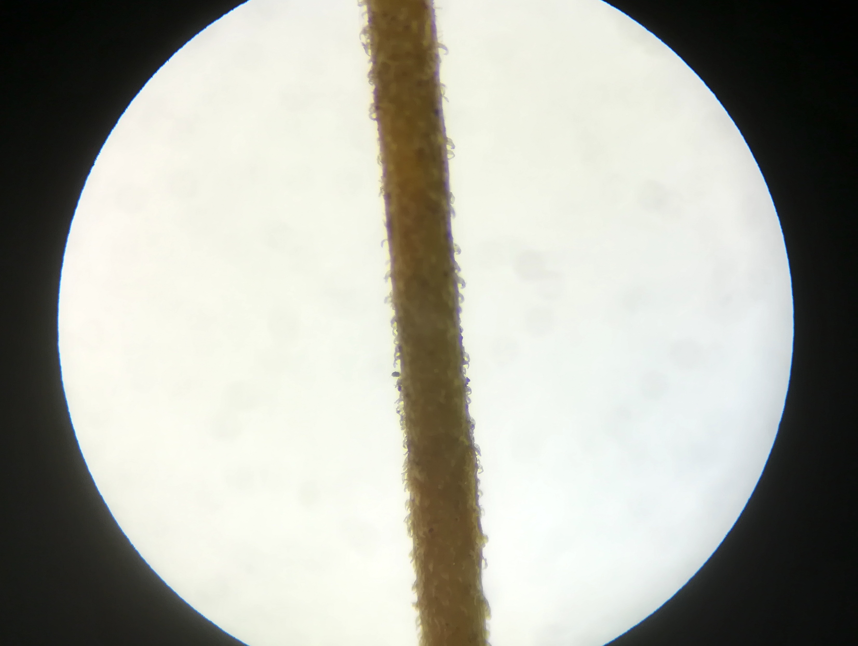 arenaria serpyllifolia agg. praterkai kleine insel_20190702_193119.jpg