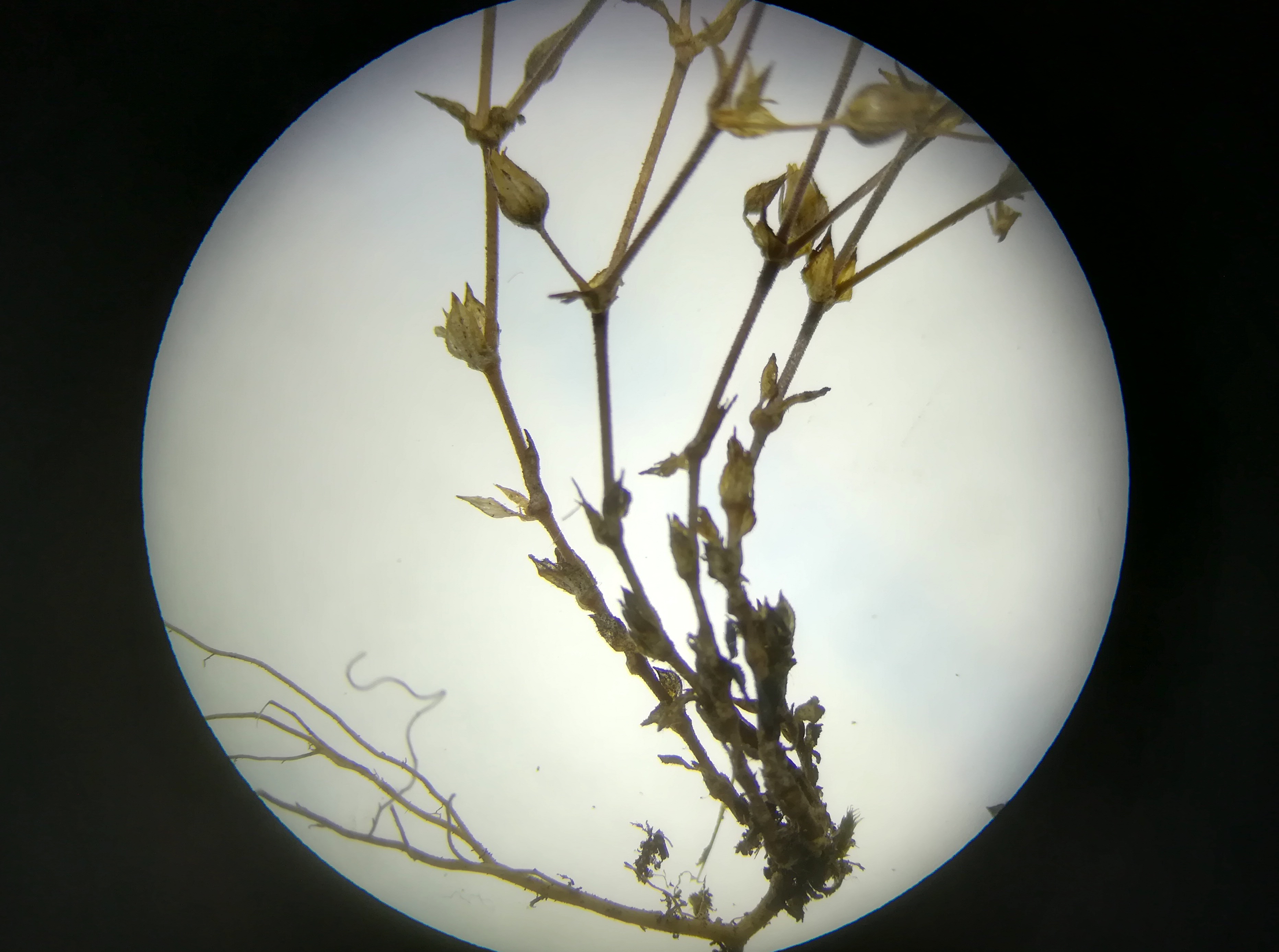 arenaria serpyllifolia agg. praterkai kleine insel_20190702_193230.jpg