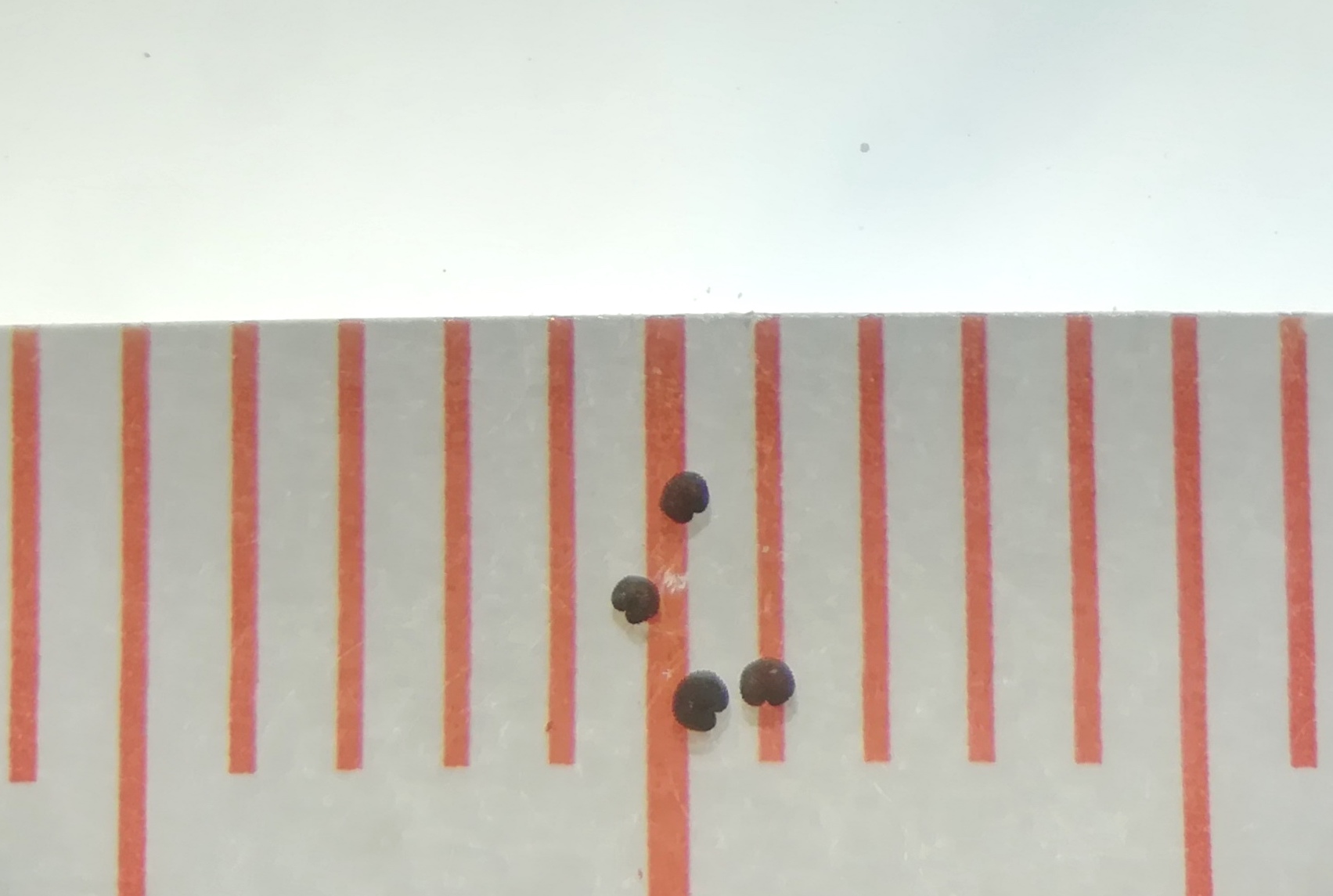 arenaria serpyllifolia agg. praterkai kleine insel_20190702_201420.jpg