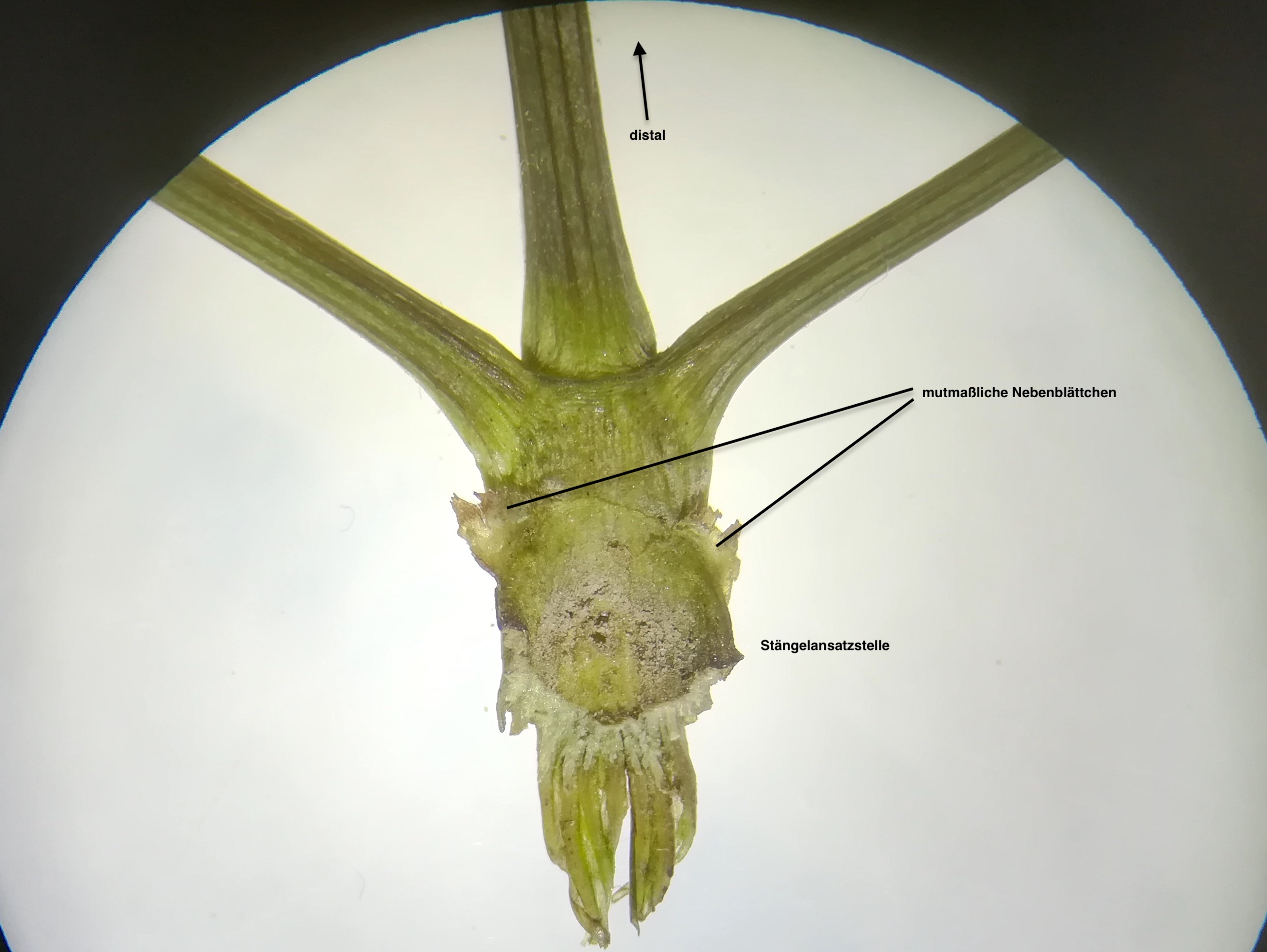 thalictrum minus herbarbeleg haslau_20190703_215305.jpg