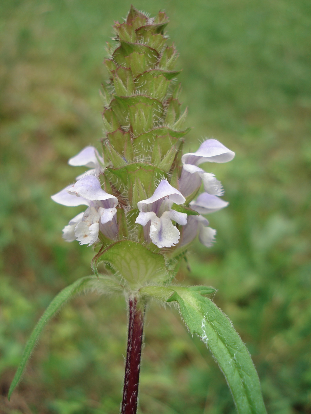 Prunella.laciniata x vulgaris.St.Egyden.Steinfd..JPG