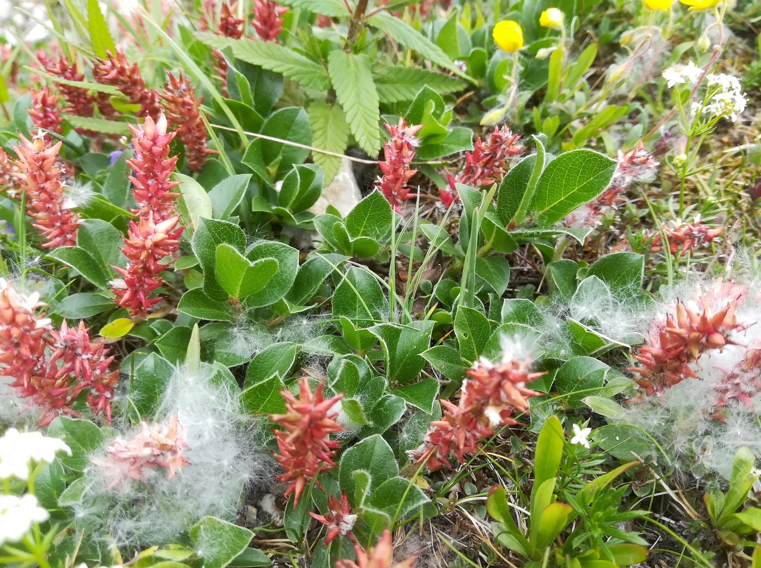 salix sp. rax bergstation - otto-haus_20190705_111234.jpg