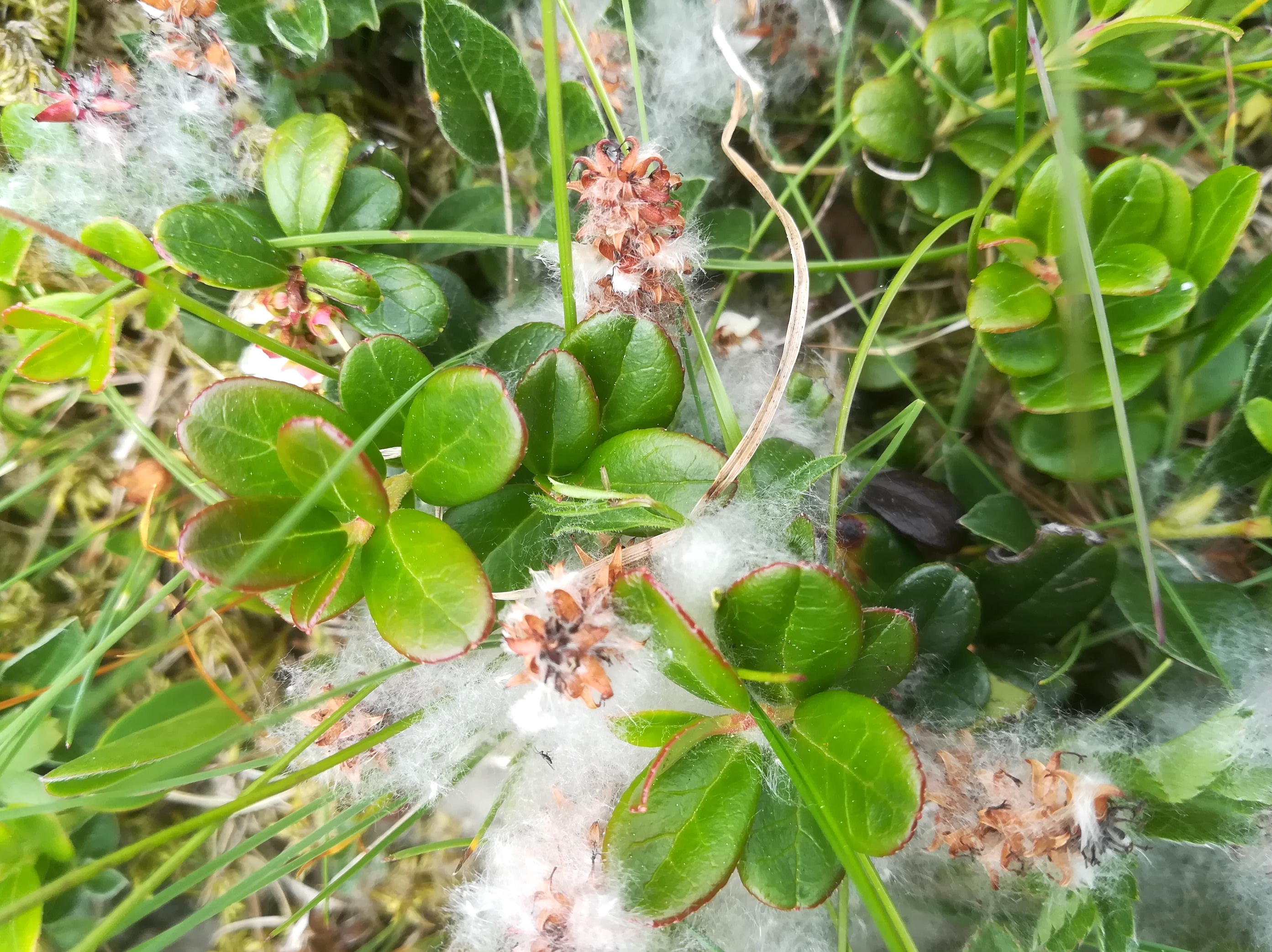 salix sp. rax bergstation - otto-haus_20190705_114205.jpg