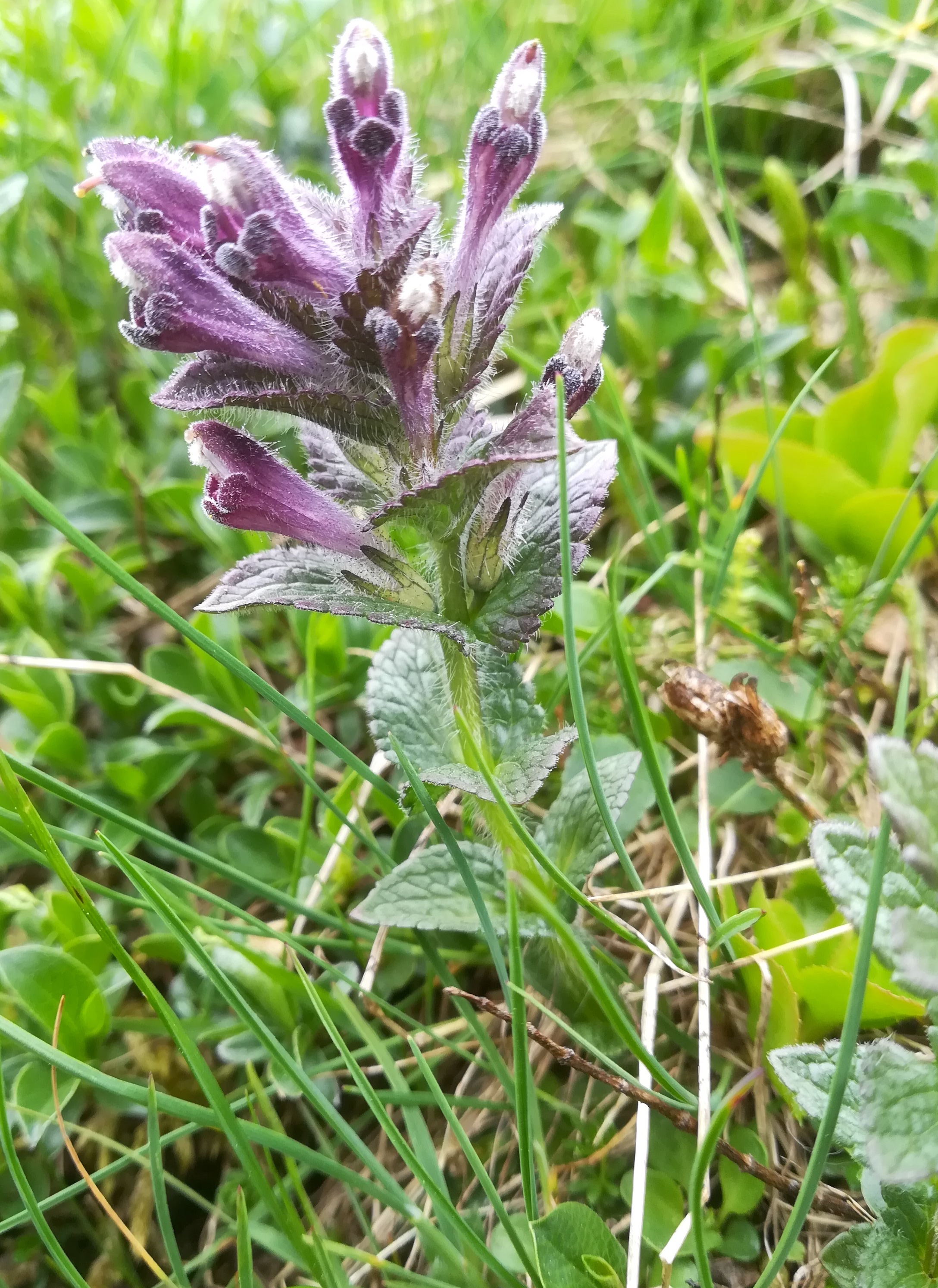 bartsia alpina rax bergstation - otto-haus_20190705_115809.jpg