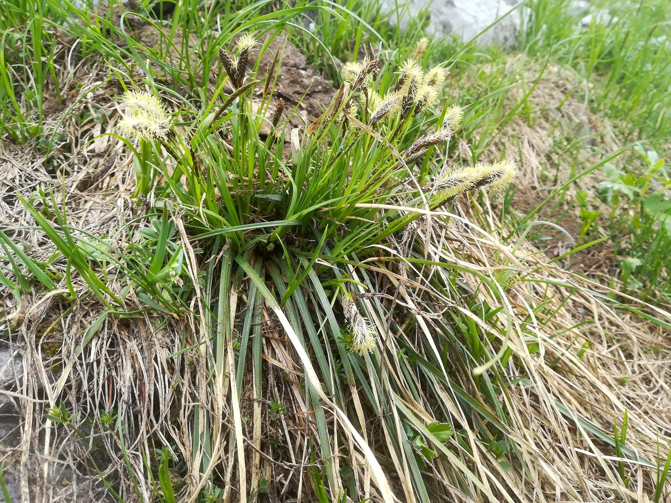 carex cf.  sempervirens rax schneetälchen W otto-haus_20190705_115126.jpg