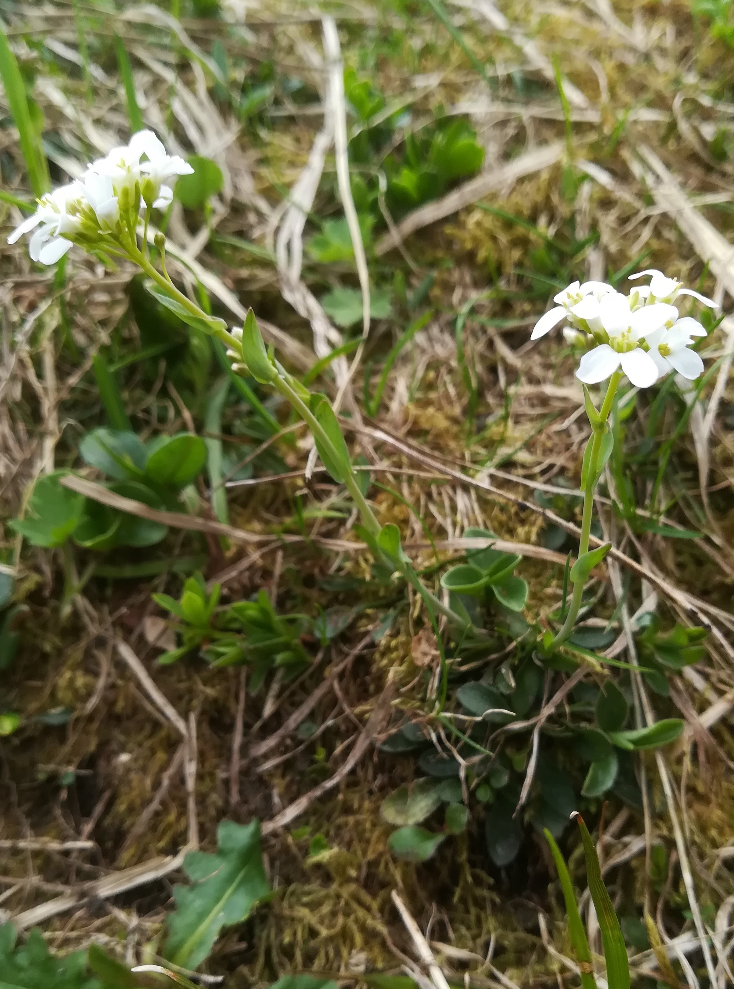 cf. noccea crantzii rax schneetälchen W otto-haus_20190705_114417.jpg