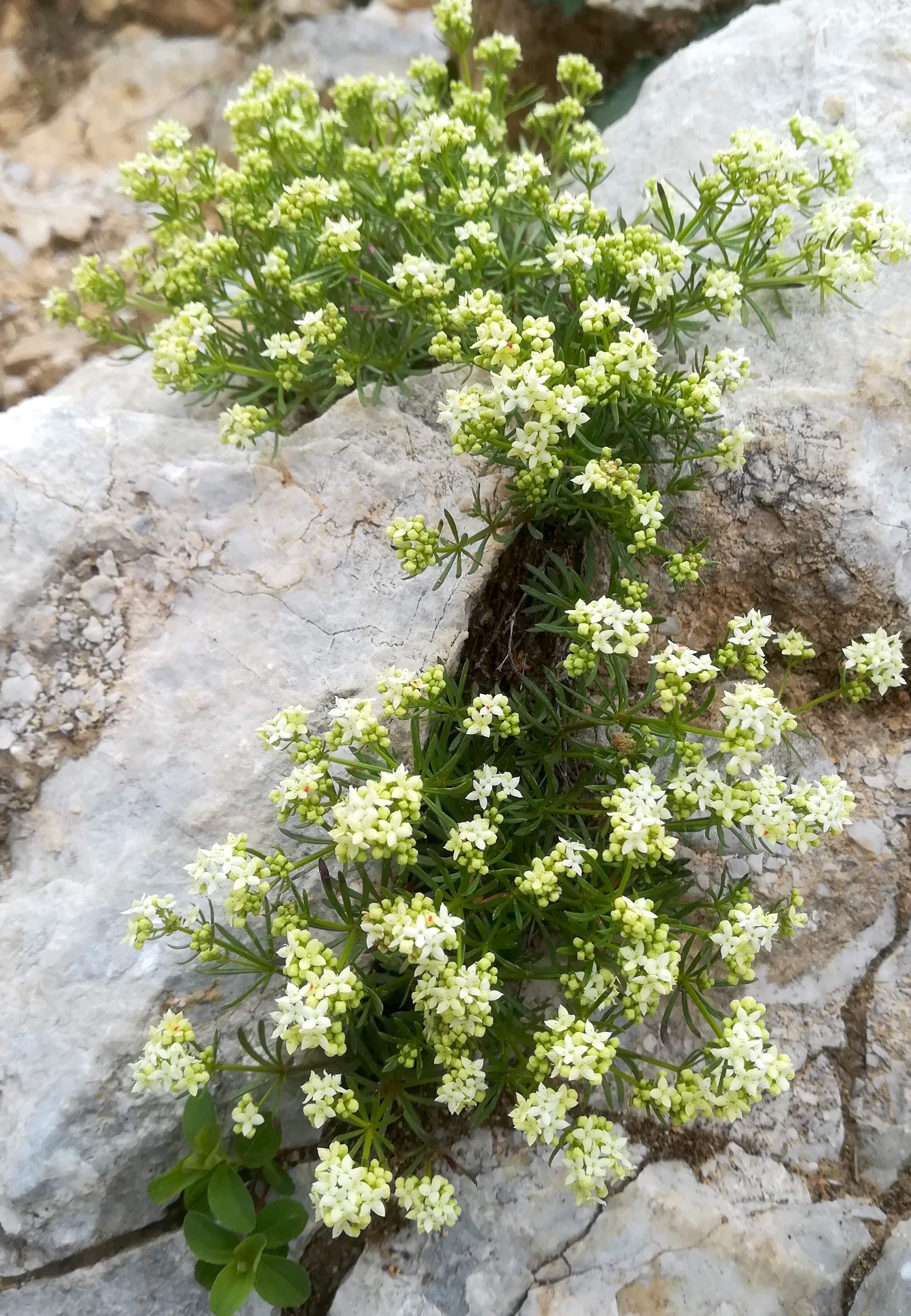 galium cf. anisophyllon rax bergstation - otto-haus_20190705_120800.jpg