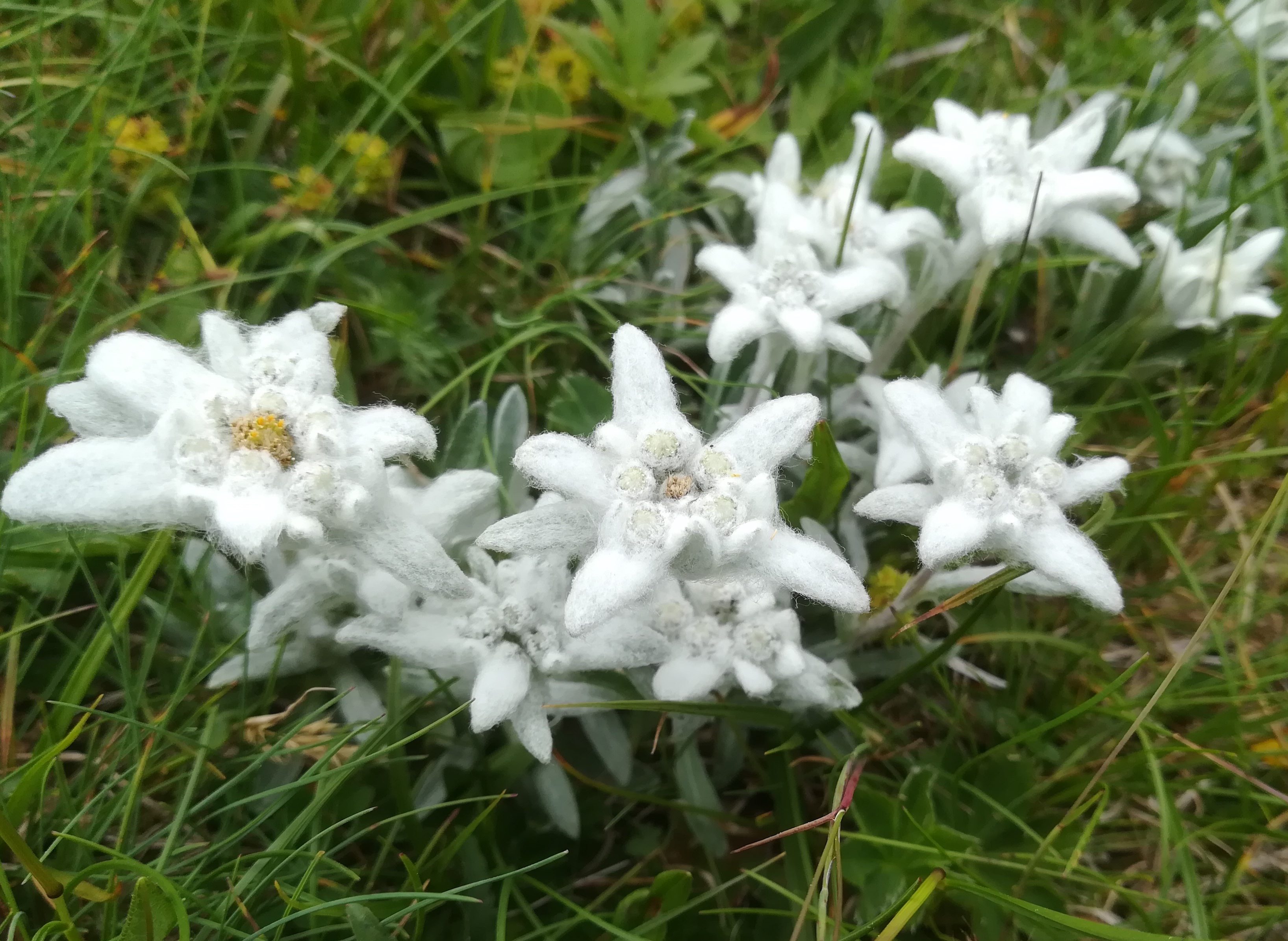 leontopodium alpinum rax bergstation - otto-haus_20190705_110730.jpg