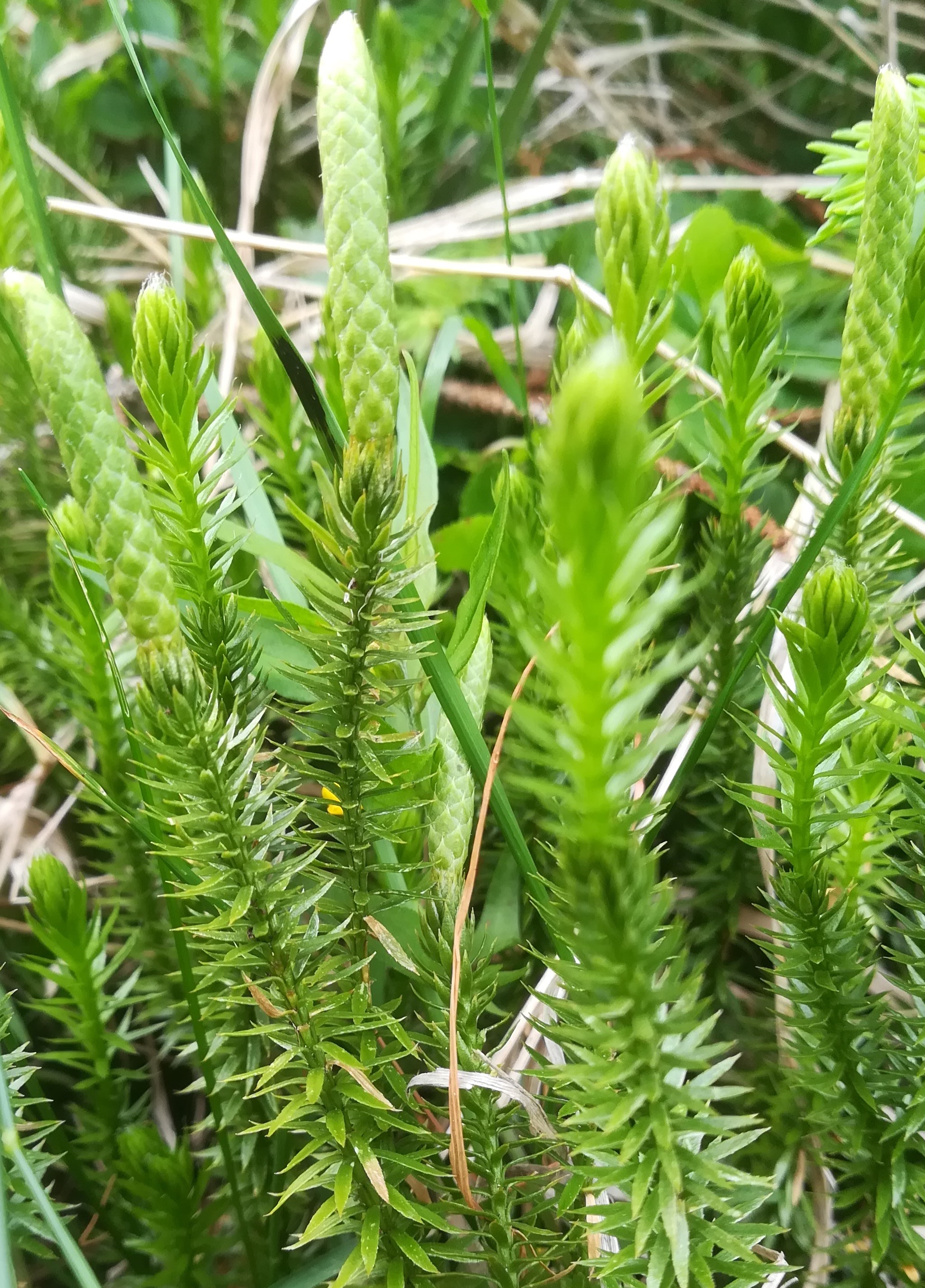 lycopodium annotinum rax bergstation - otto-haus_20190705_102213.jpg