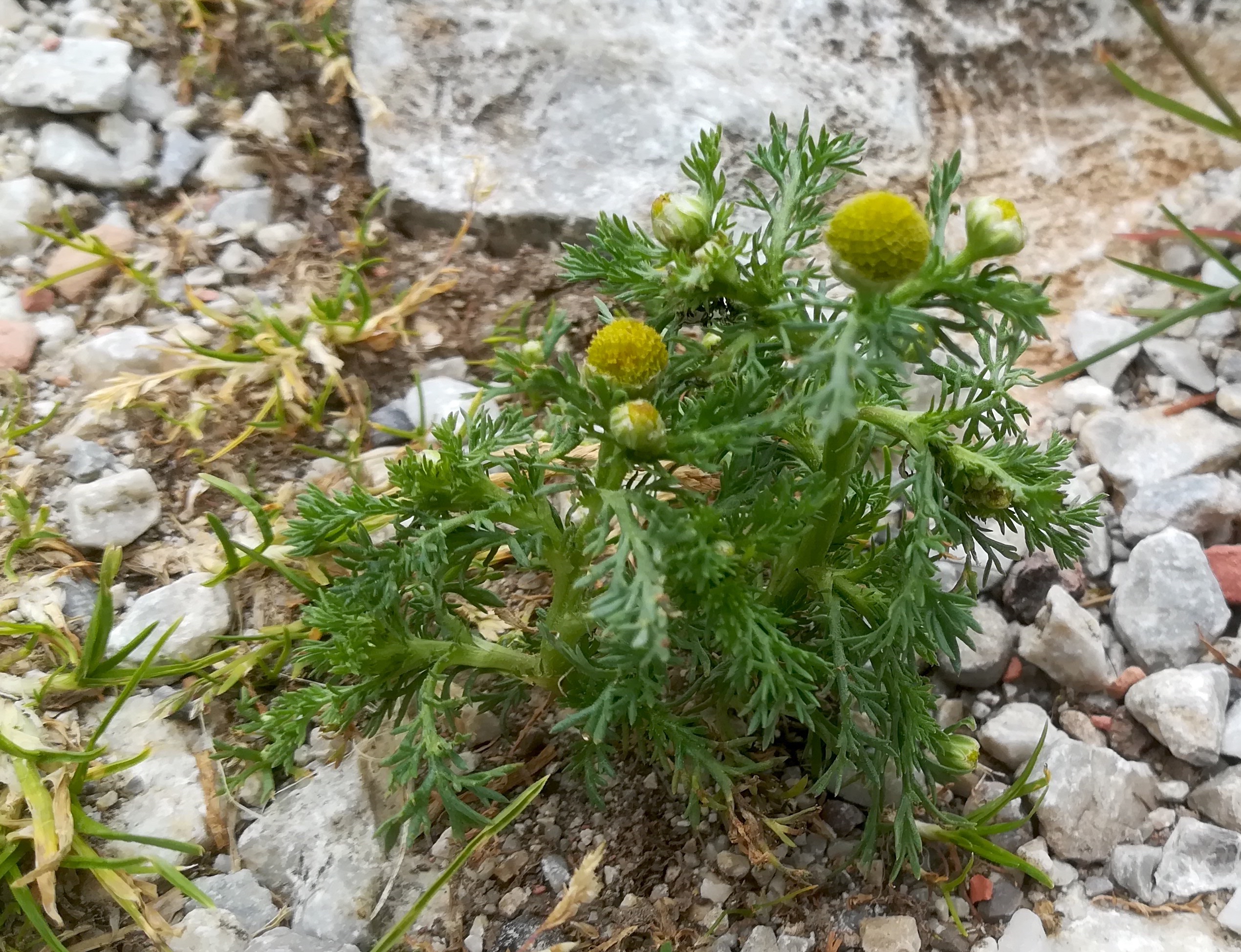 matricaria discoidea rax bergstation - otto-haus_20190705_123705.jpg