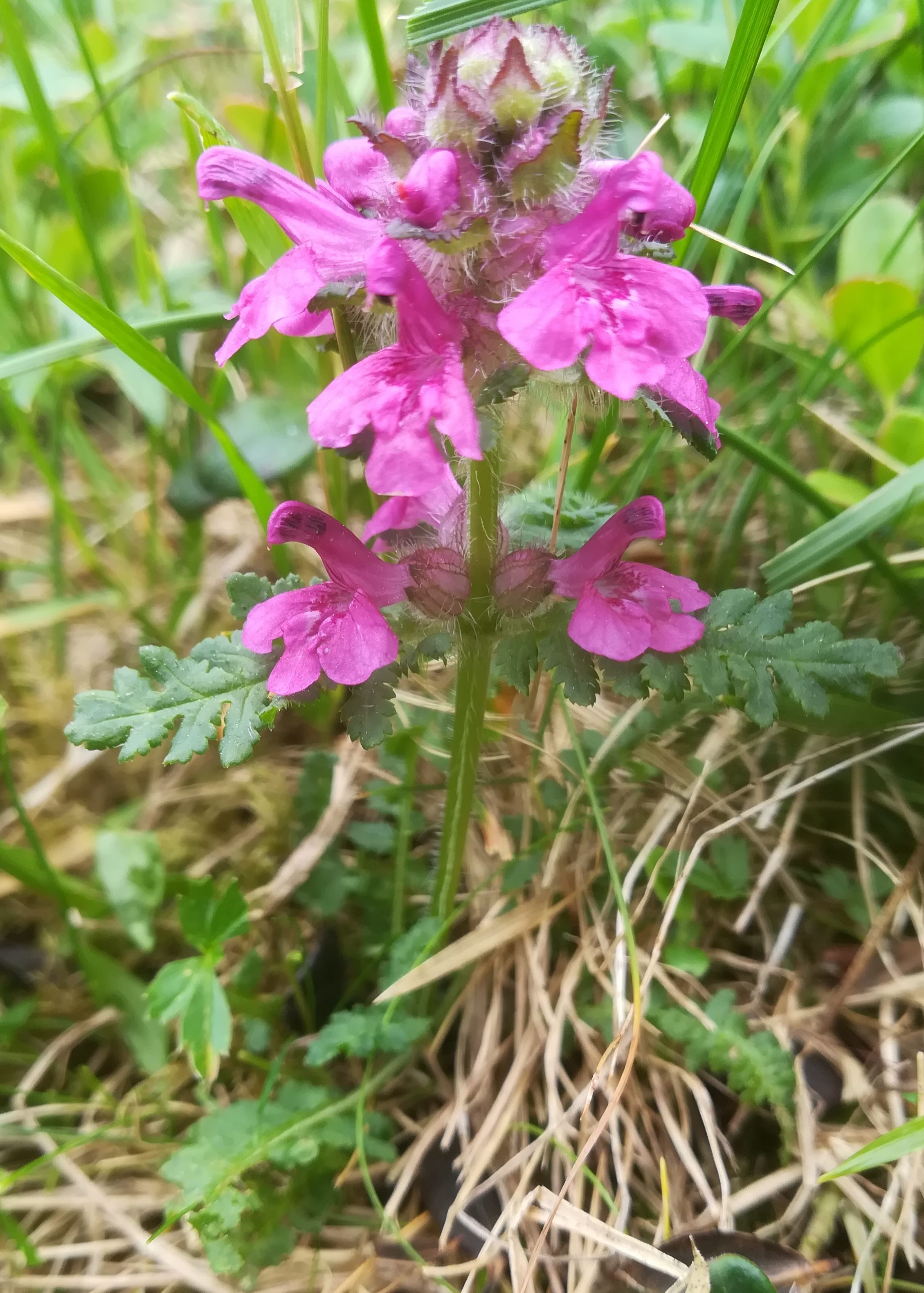 pedicularis verticillata rax bergstation - otto-haus_20190705_120510.jpg