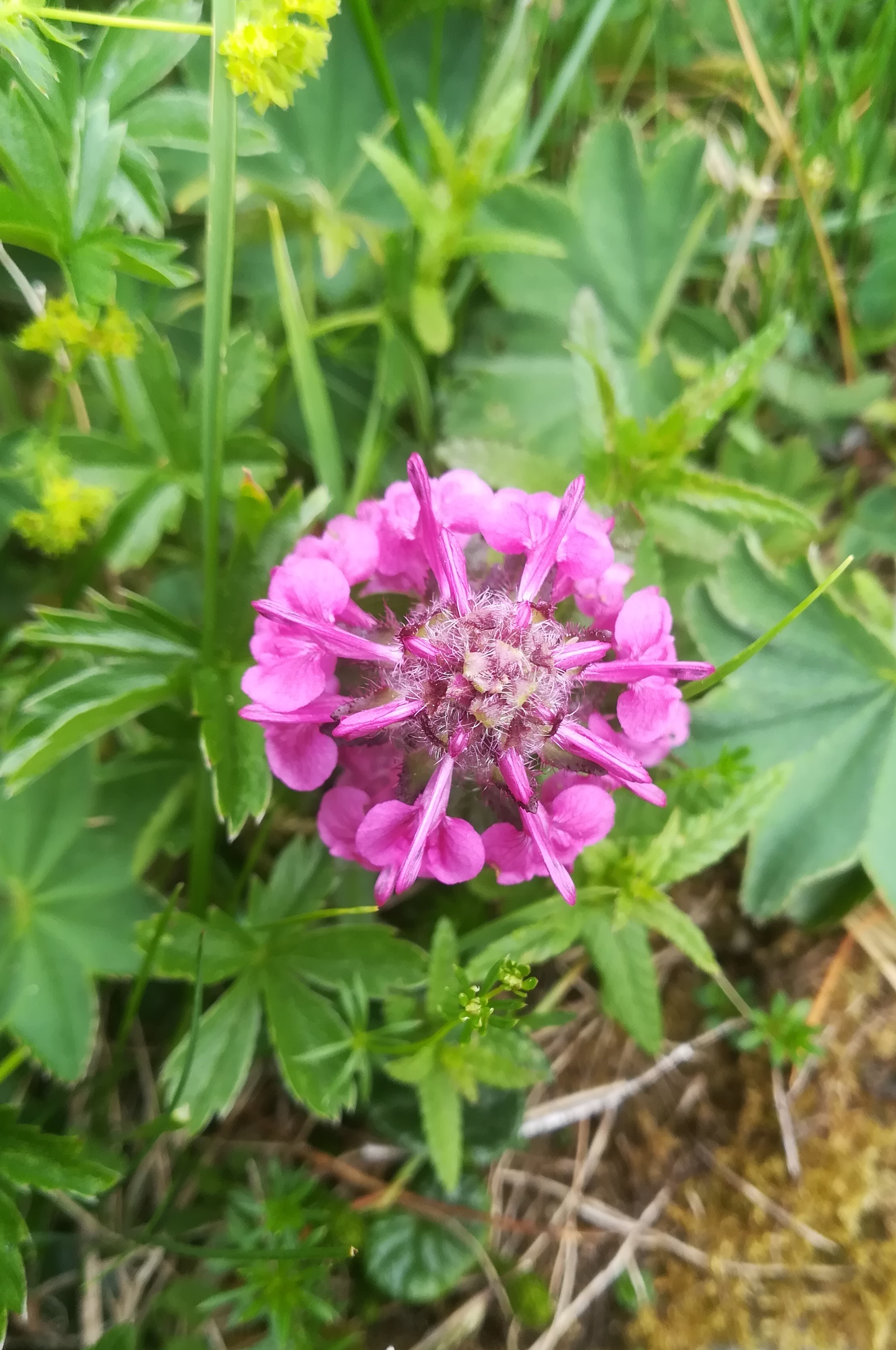 pedicularis verticillata rax bergstation - otto-haus_20190705_120522.jpg