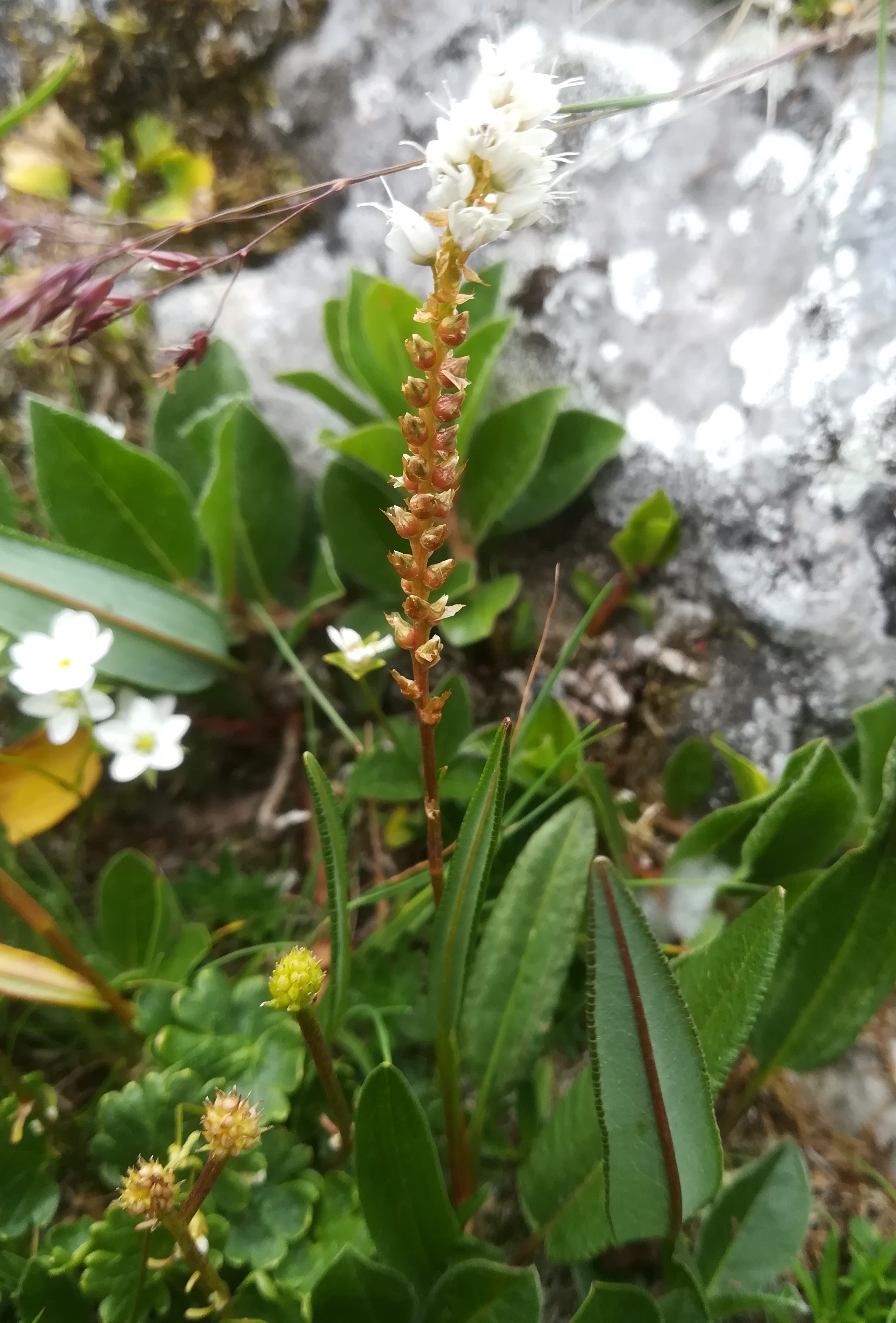 persicaria vivipara rax bergstation - otto-haus_20190705_130325.jpg