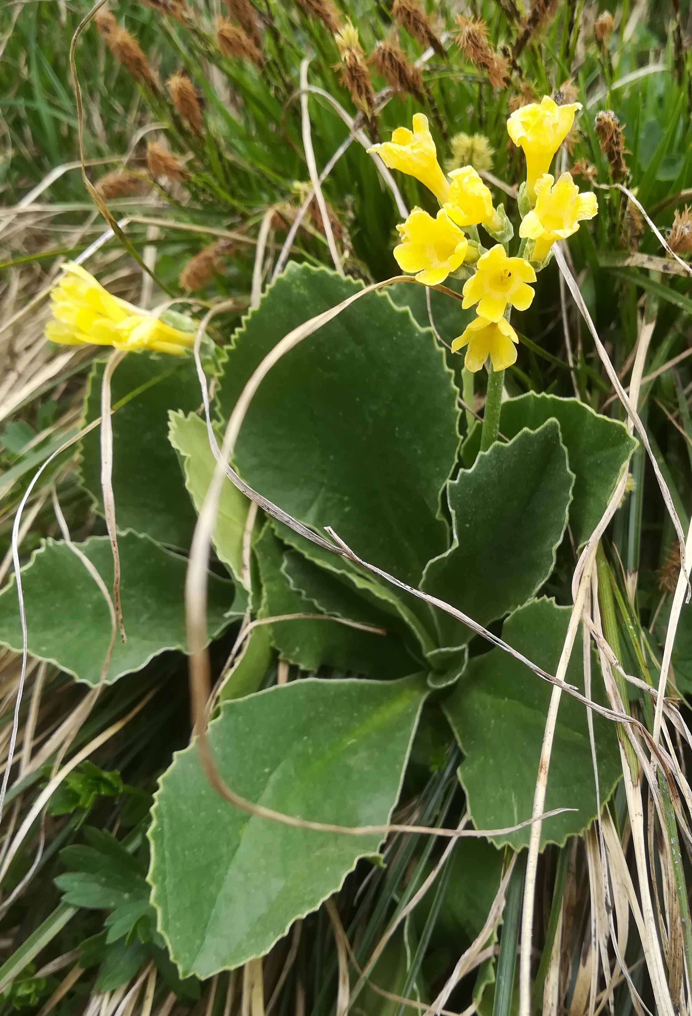 primula auricula rax bergstation - otto-haus_20190705_115438.jpg