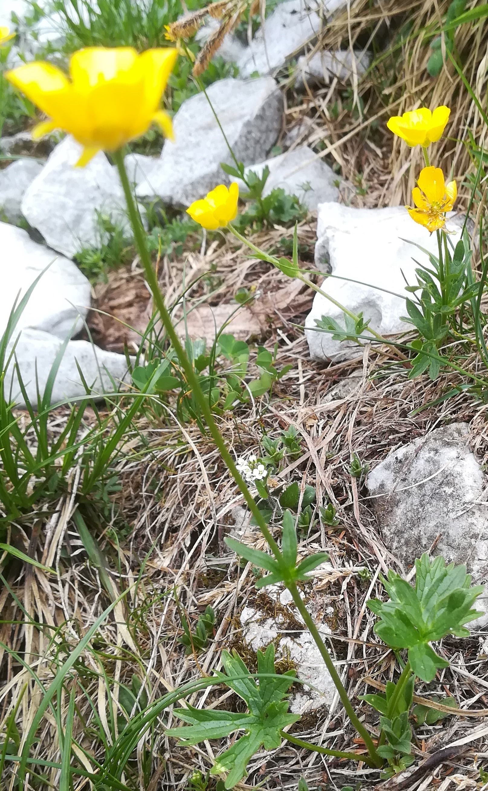ranunculus montanus rax schneetälchen W otto-haus_20190705_115257.jpg