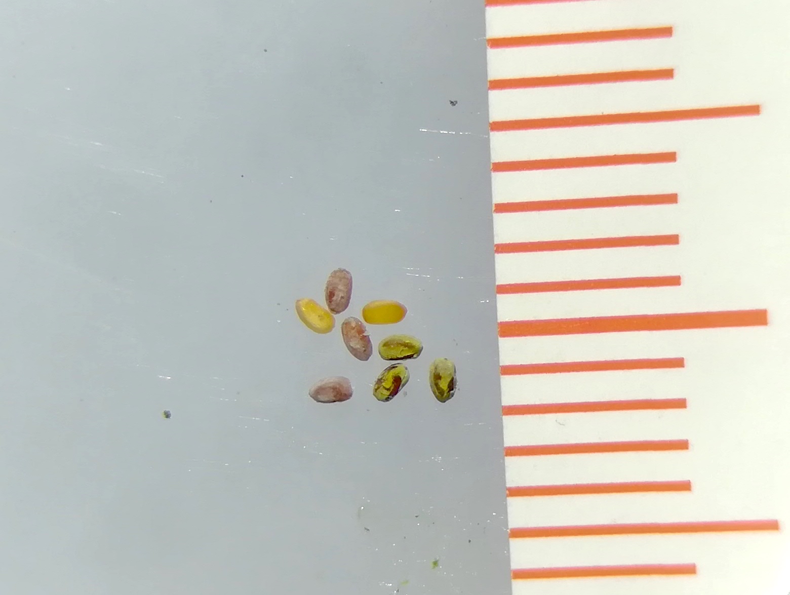 euphorbia humifusa maria ellend_20190706_192717.jpg