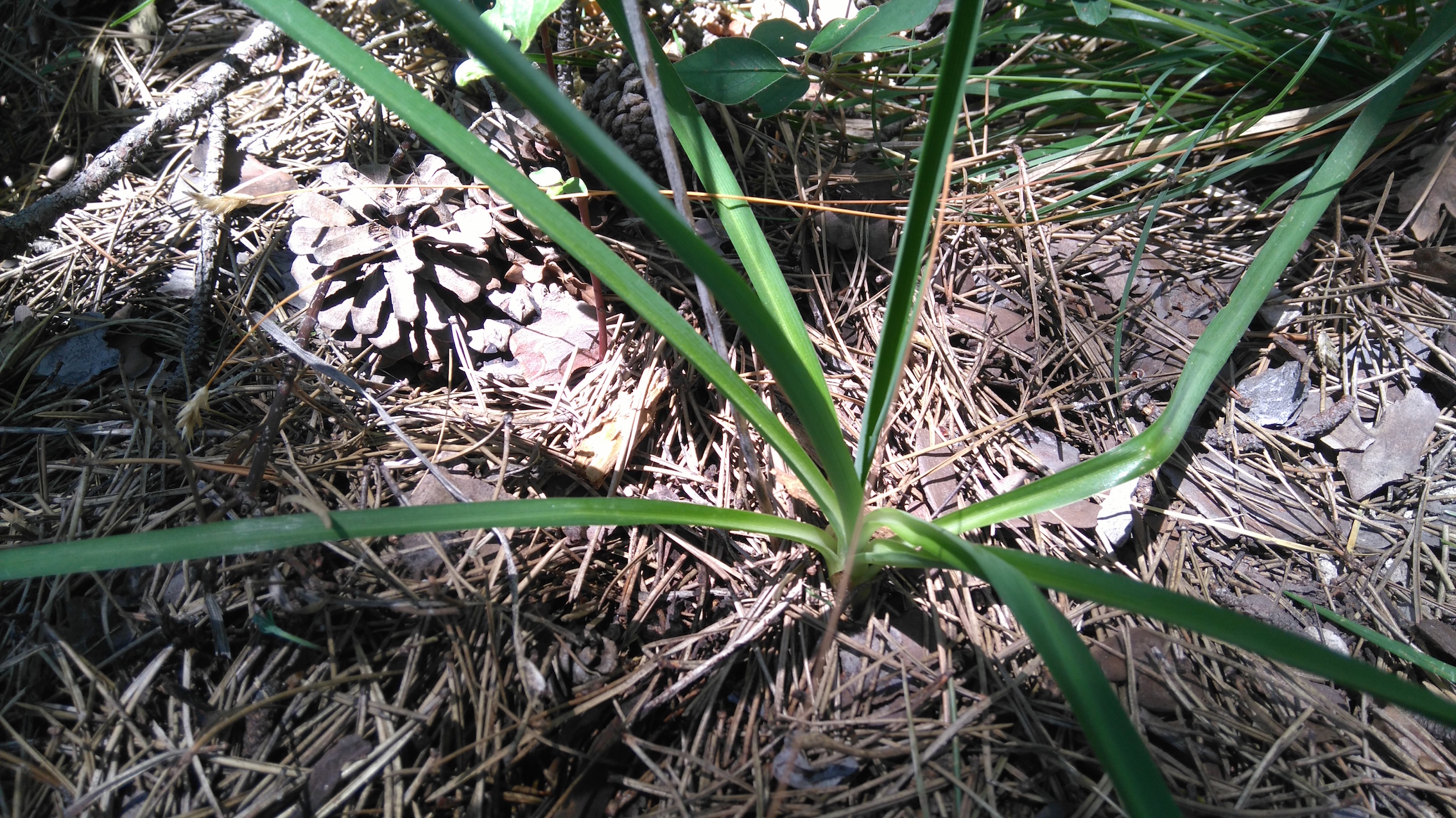 cf. allium lusitanicum_8429.JPG