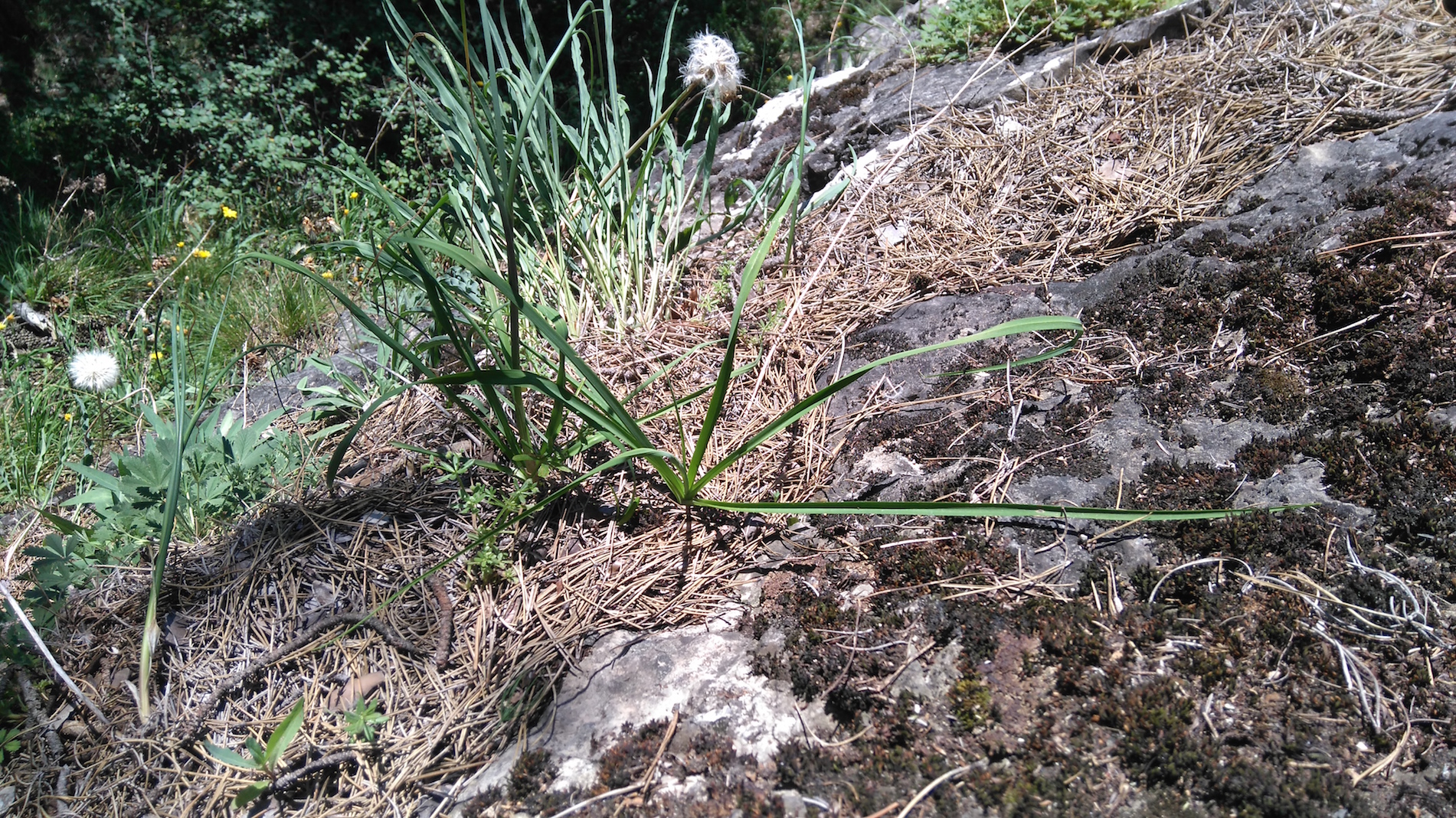 cf. allium lusitanicum_8421.JPG