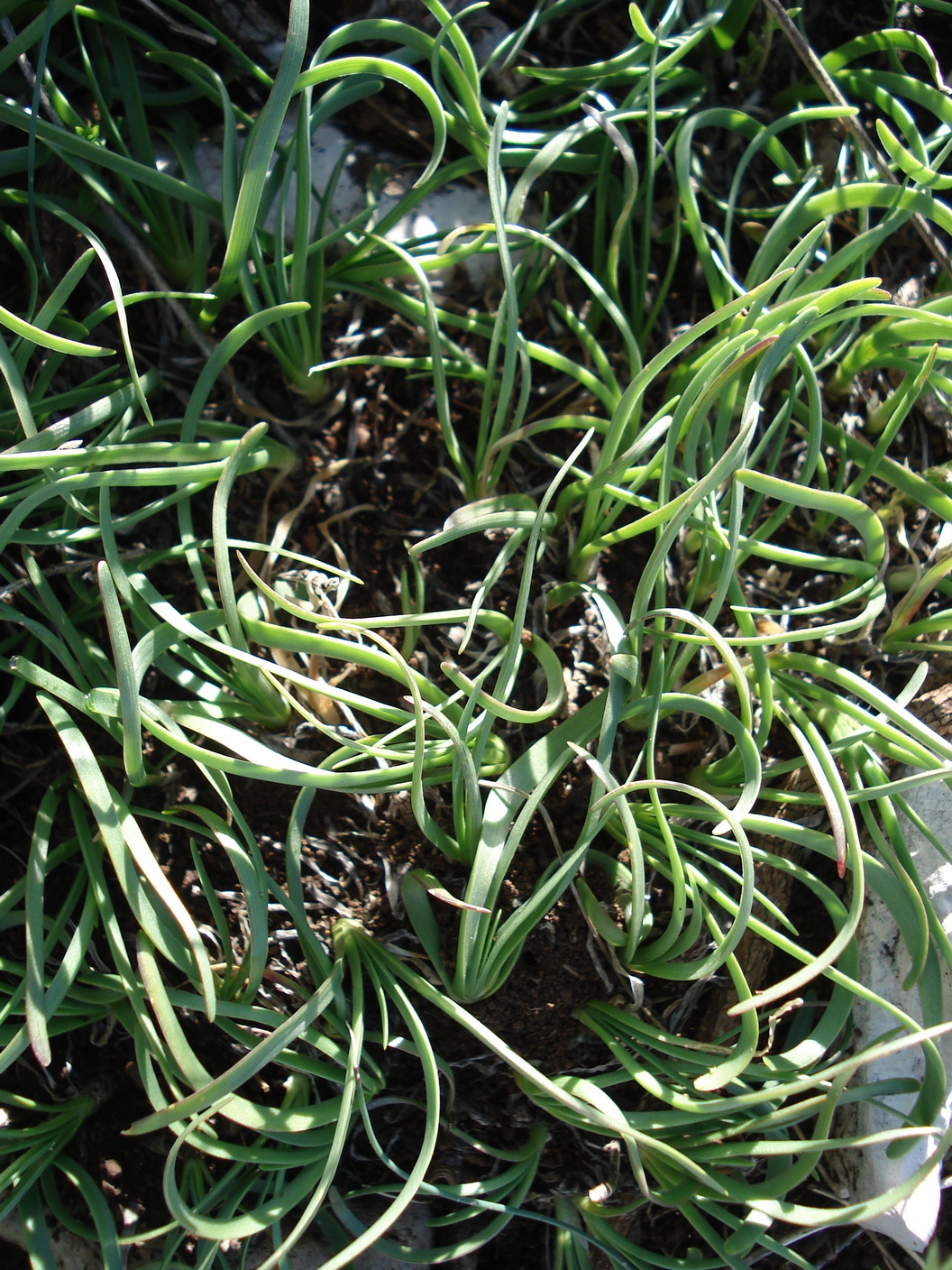 Allium.lusitanicum.cf.Kro-Sisol. 5.Mai.17.JPG