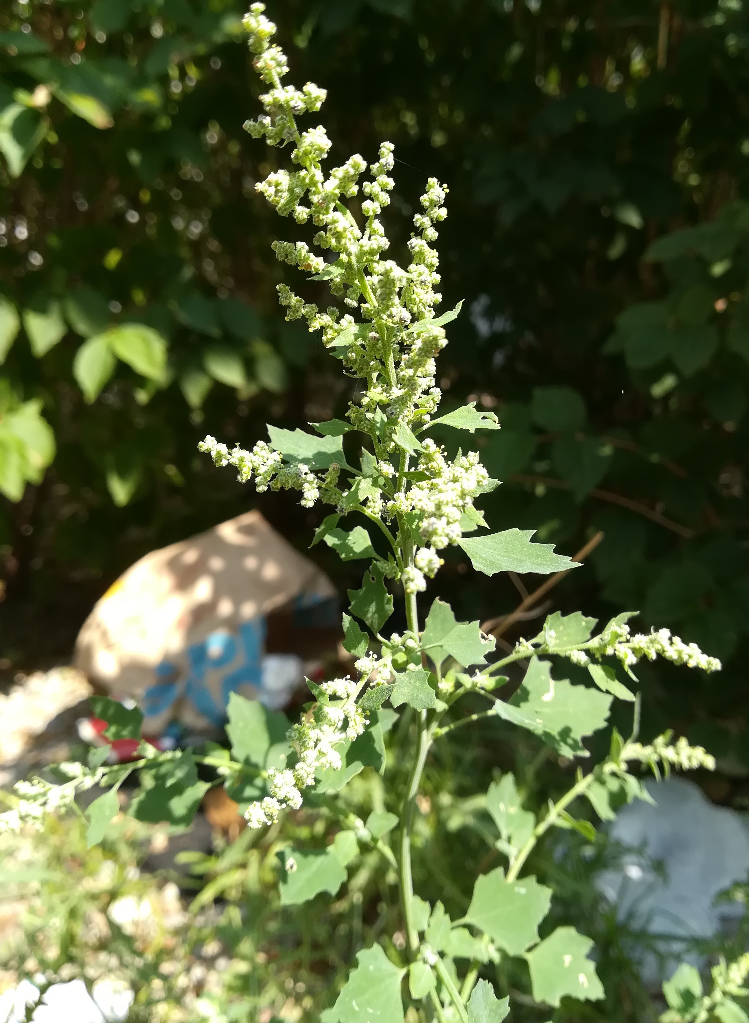 chenopodium sp. sonnwendviertel vitalygasse_20190716_101903.jpg