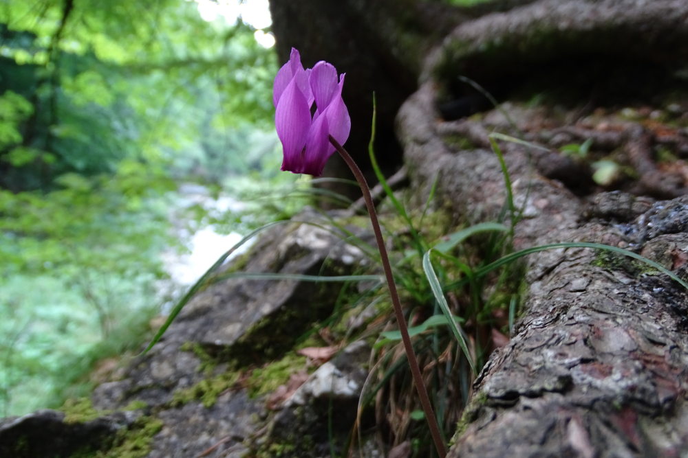 cyclamen_raabklamm.jpeg