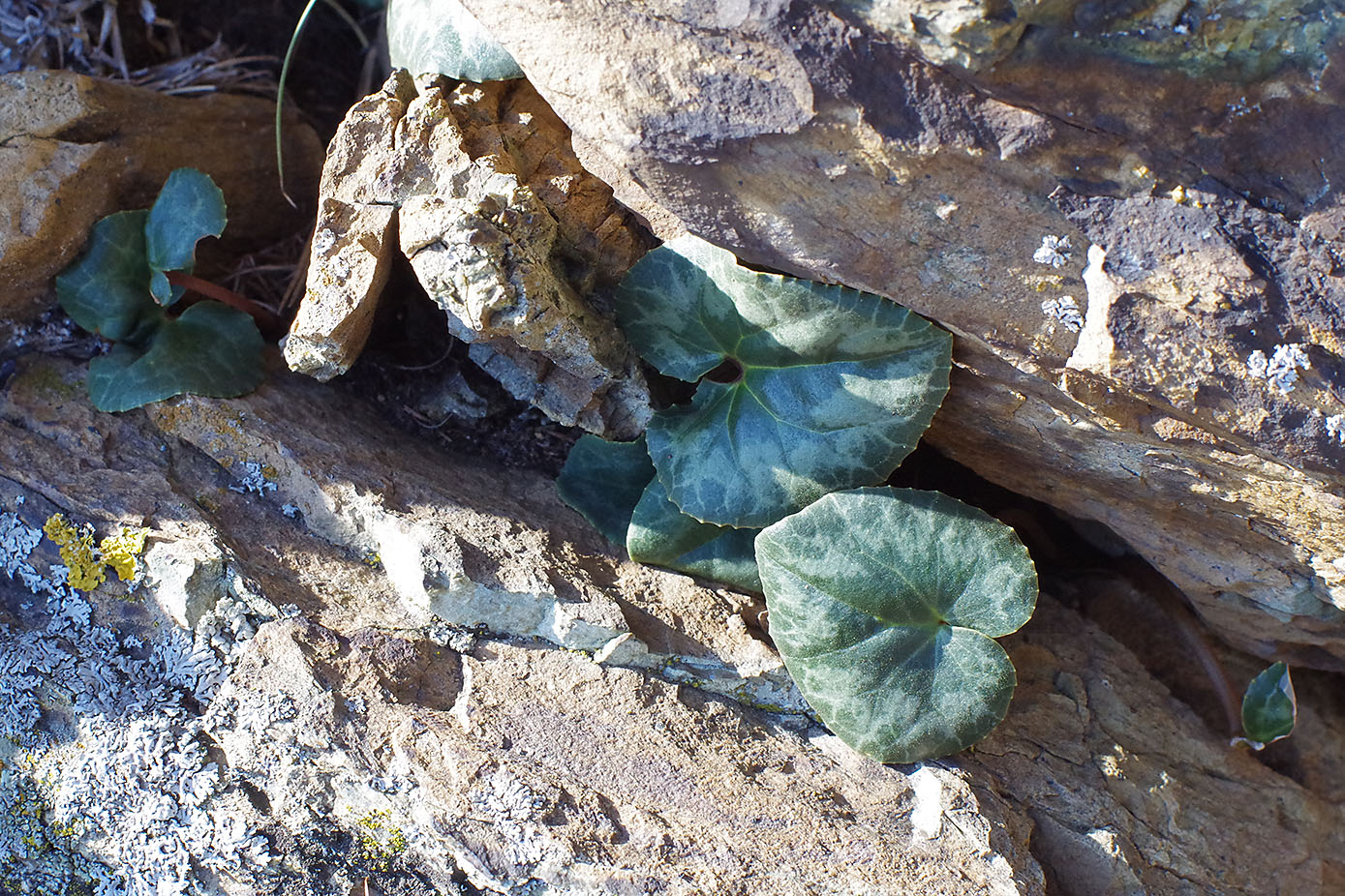 cyclamen purpurascens_kirchkogel.jpeg