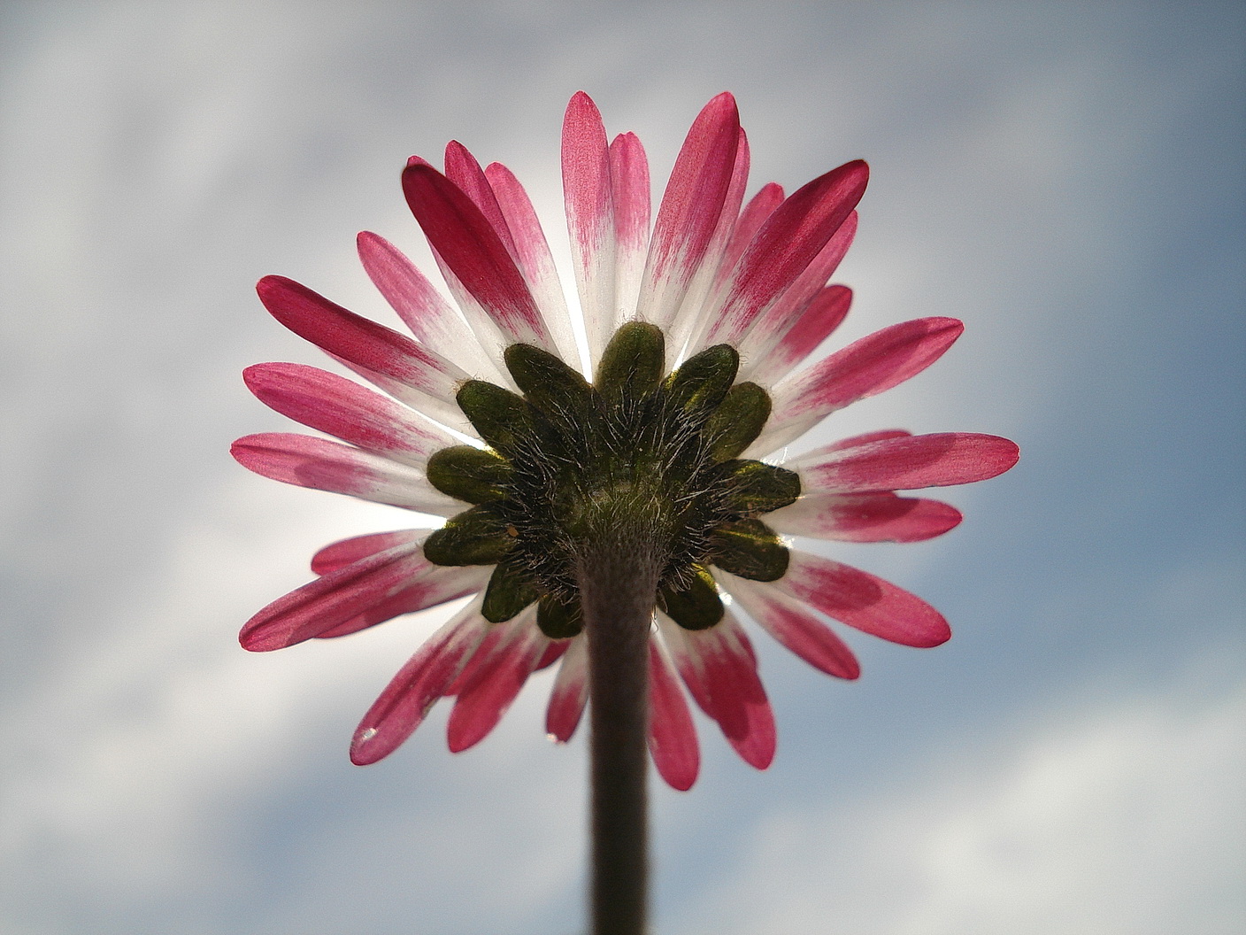 Bellis.perennis.St-Enzenreith .Gsollerkogel.JPG
